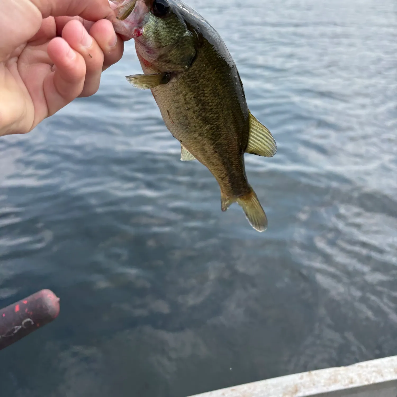The most recent Largemouth bass catches on Fishbrain