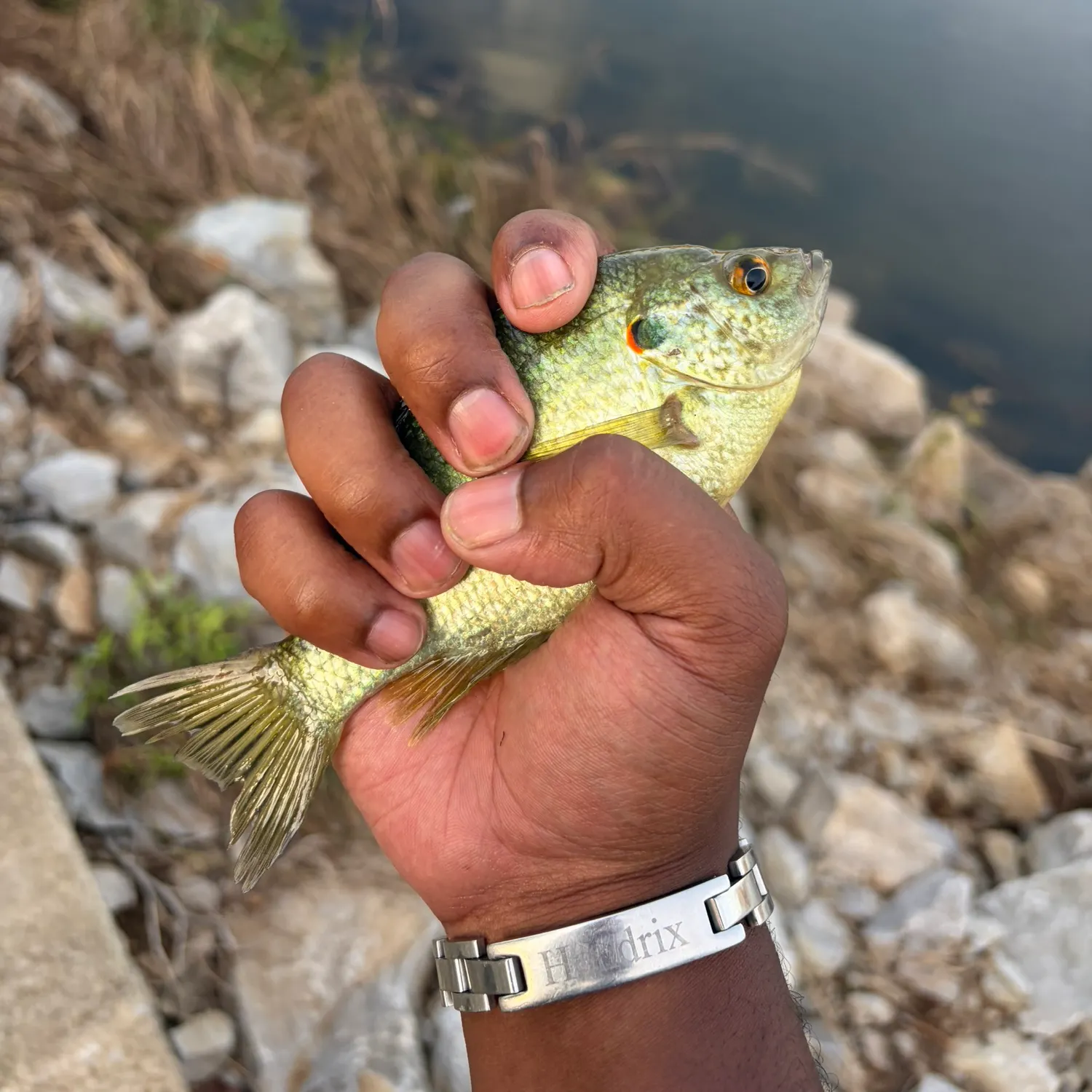 Bluegill caught on Fishbrain