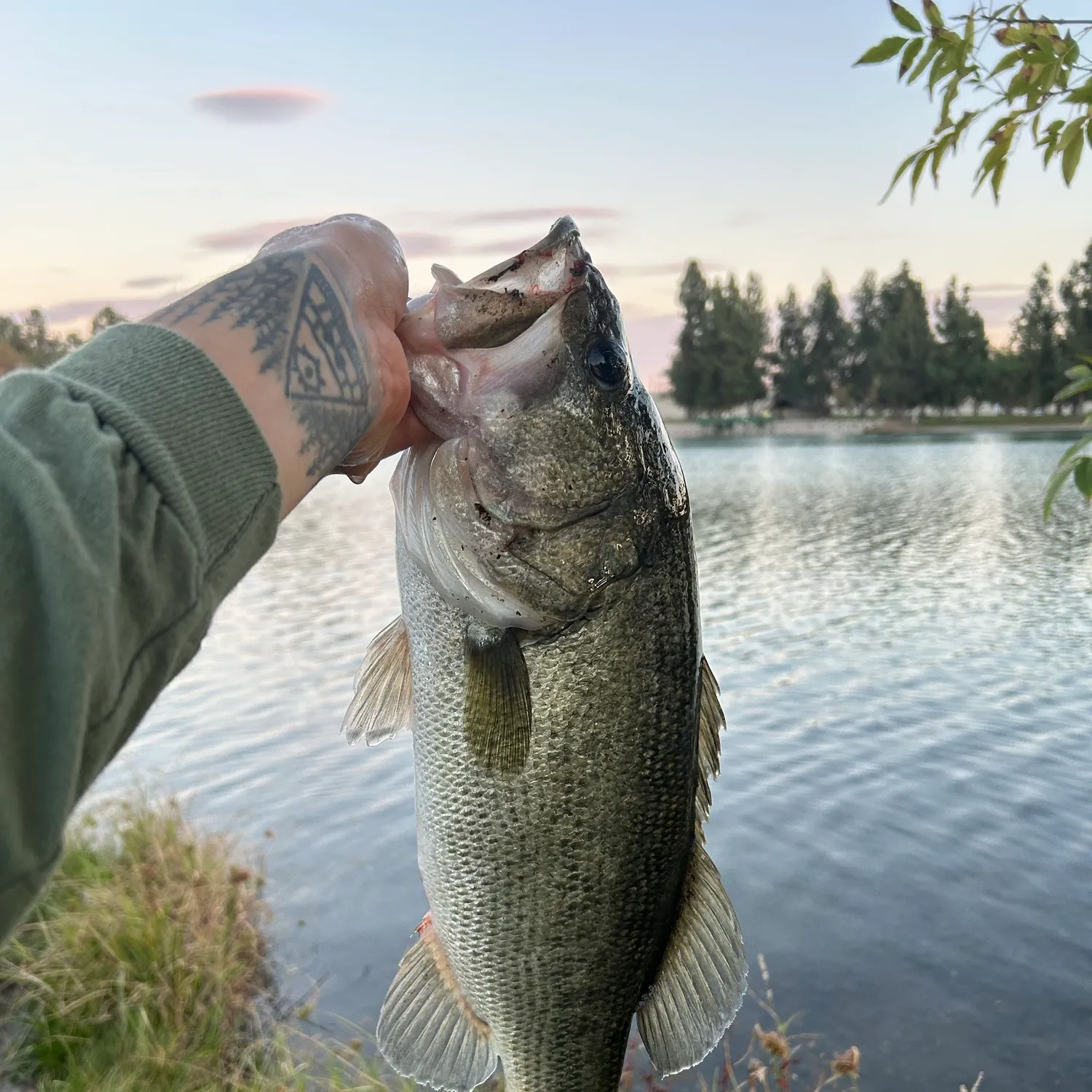 Largemouth bass caught on Fishbrain