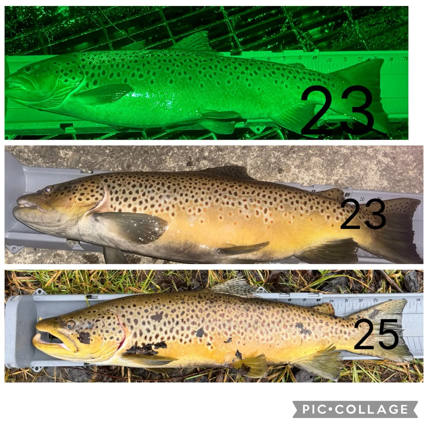 recently logged catches