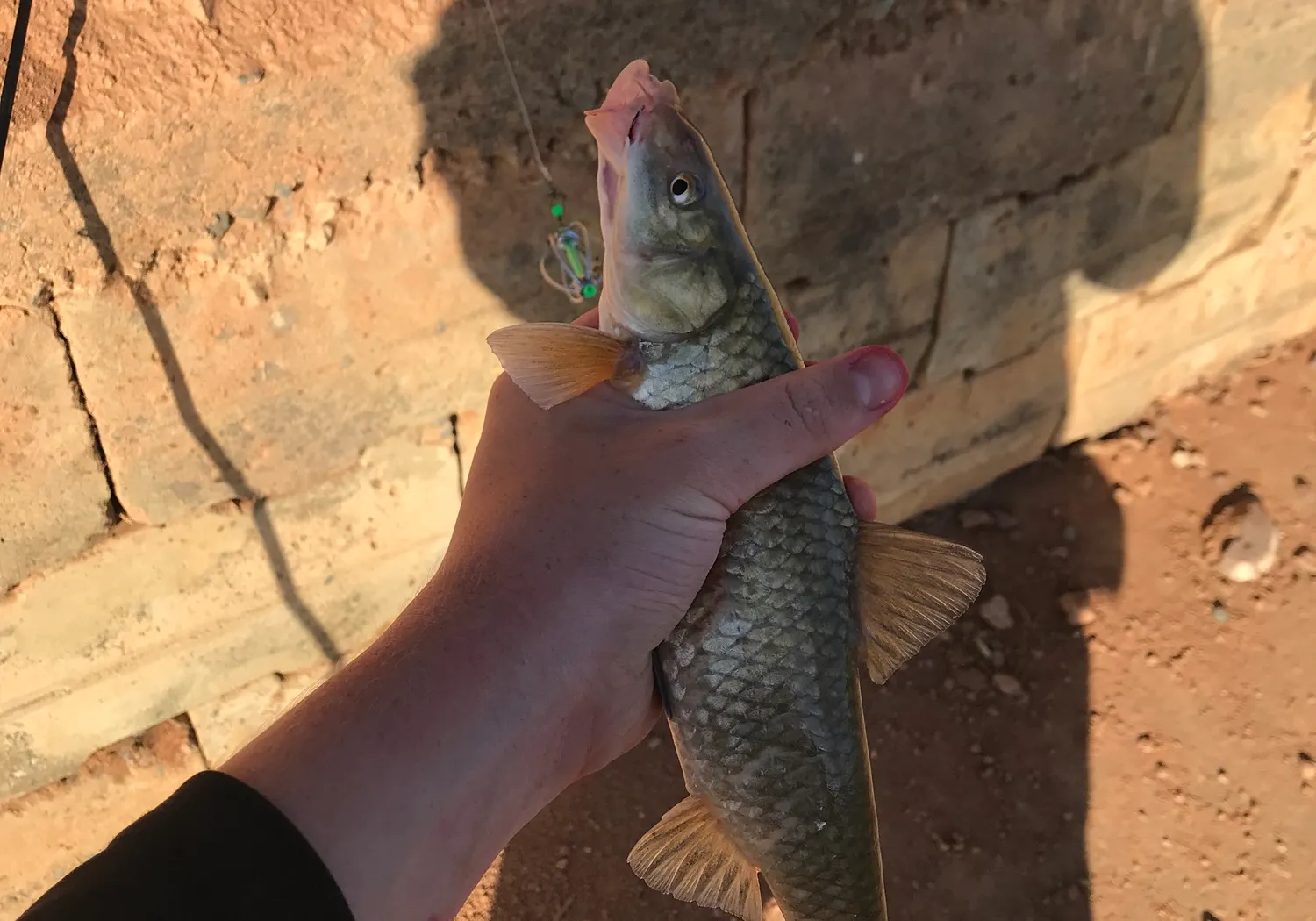 Cape whitefish