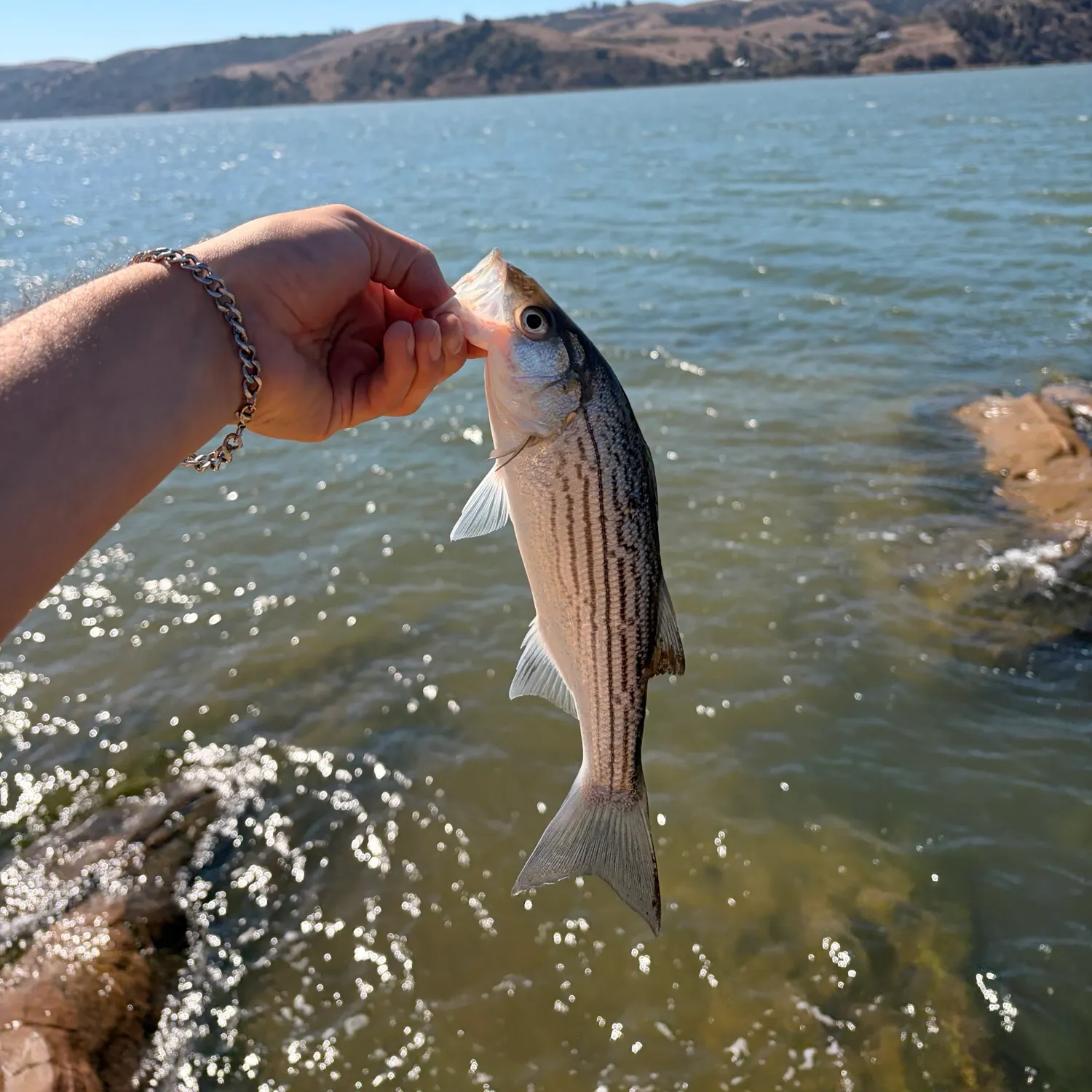 Striped bass caught on Fishbrain
