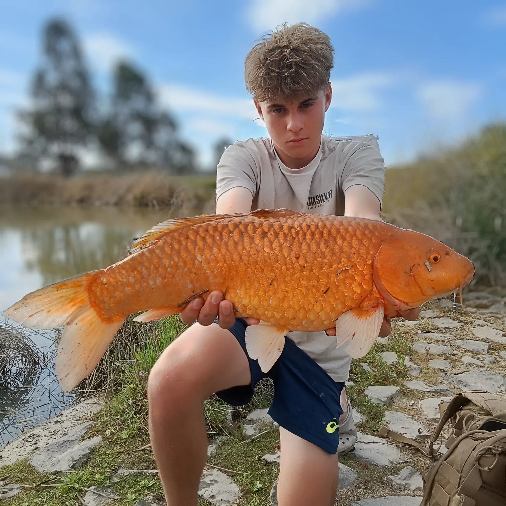 Koi carp caught on Fishbrain
