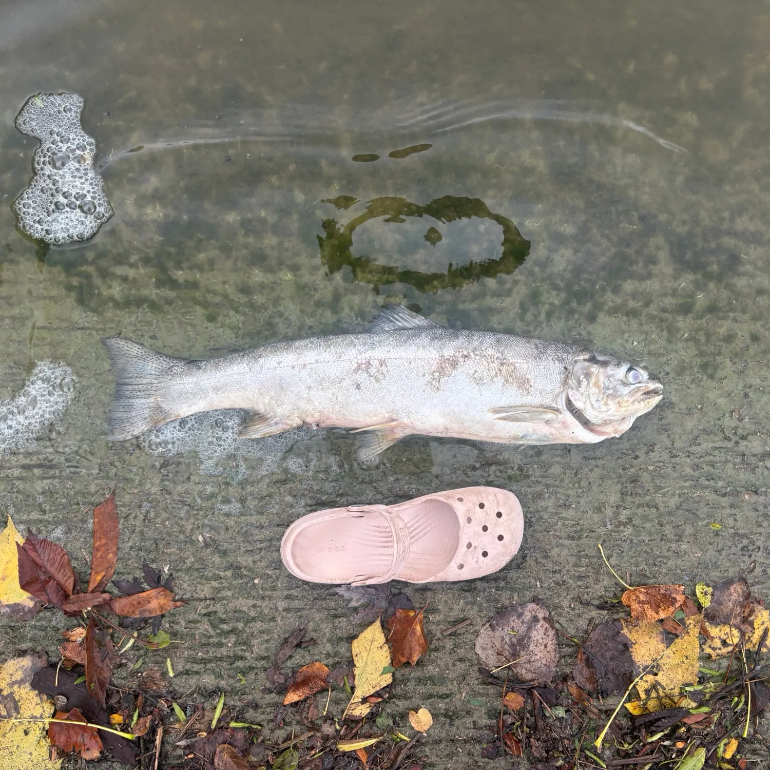 Steelhead caught on Fishbrain