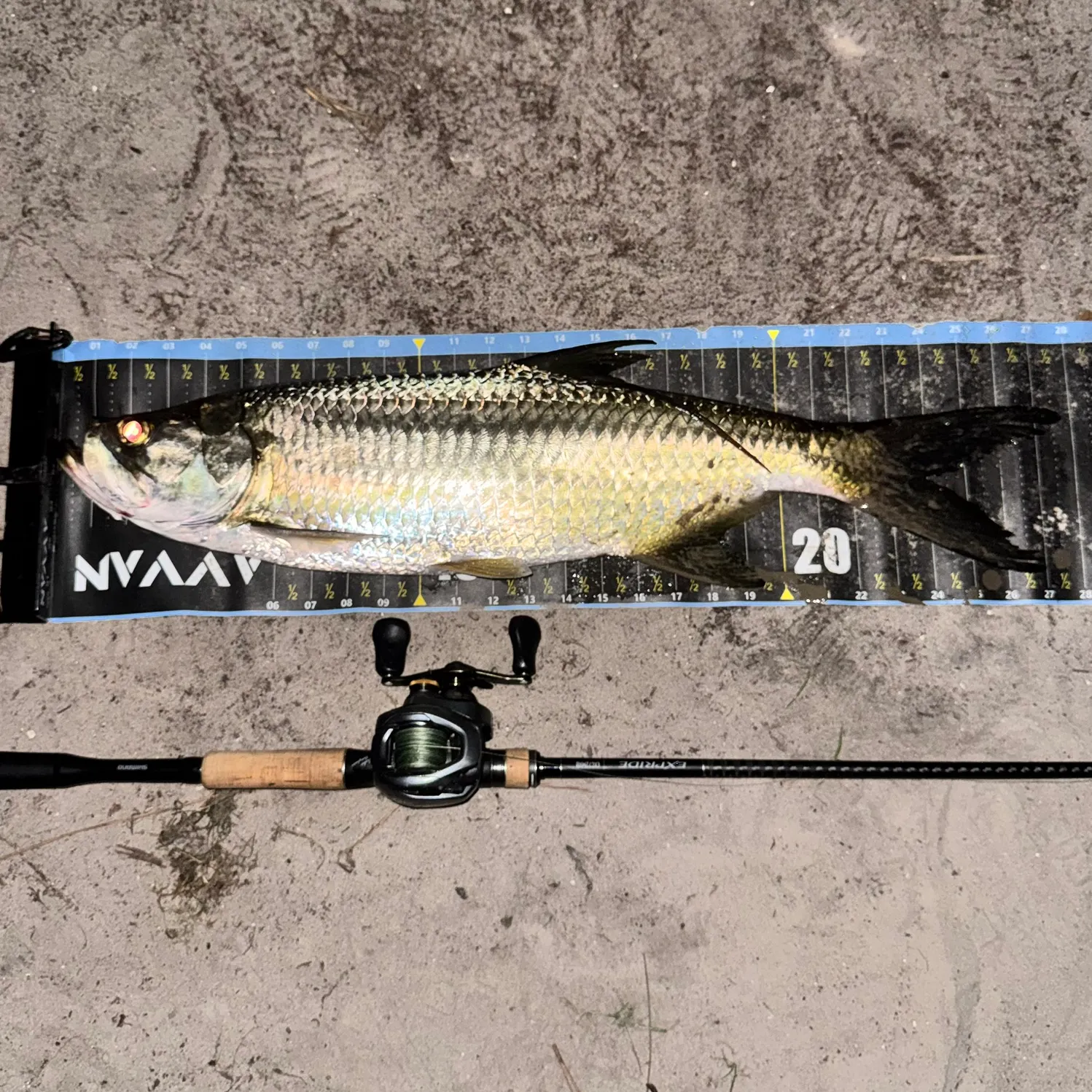 recently logged catches