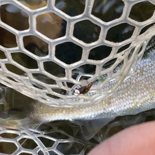 Mountain whitefish caught on Fishbrain