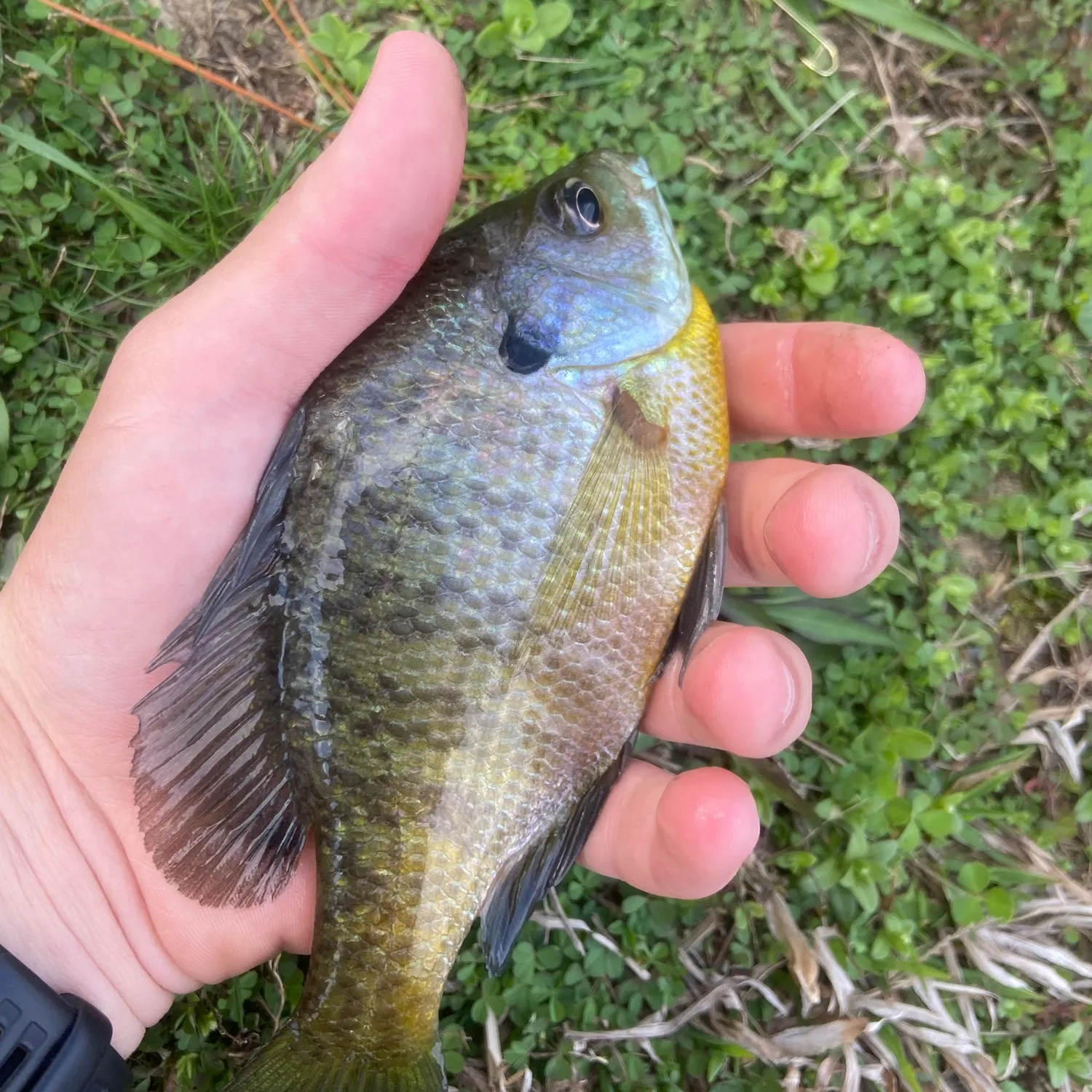 Bluegill caught on Fishbrain