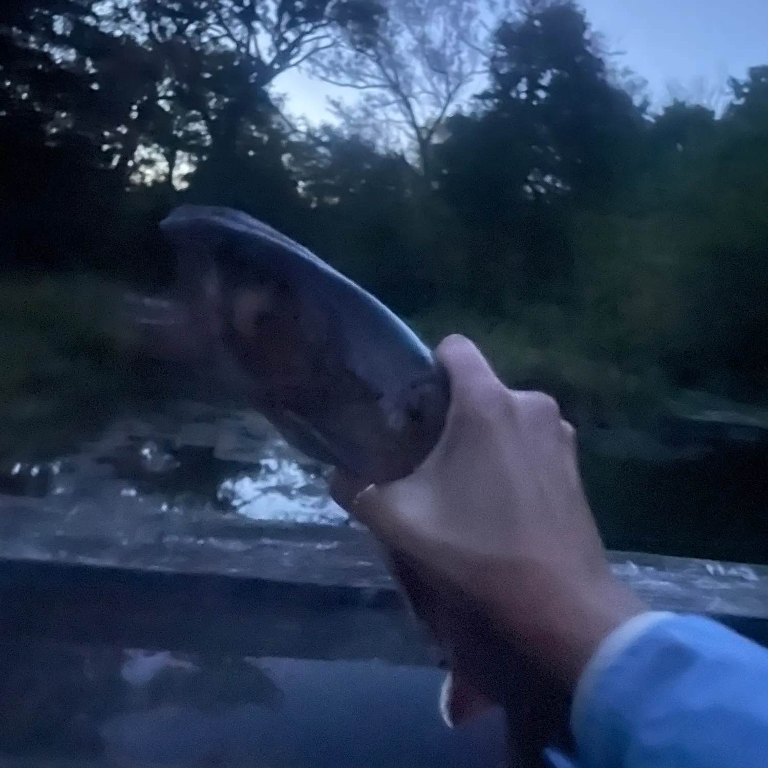 Rainbow trout caught on Fishbrain