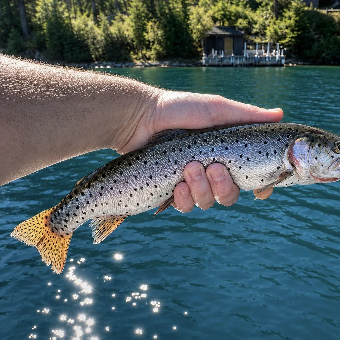 Lahontan cutthroat trout caught on Fishbrain