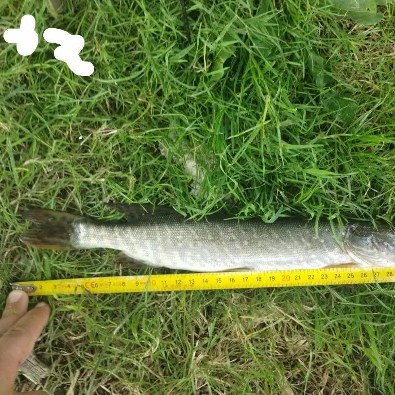 Northern pike caught on Fishbrain