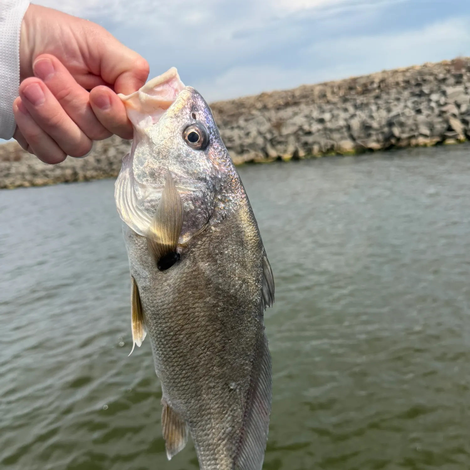 Freshwater drum caught on Fishbrain