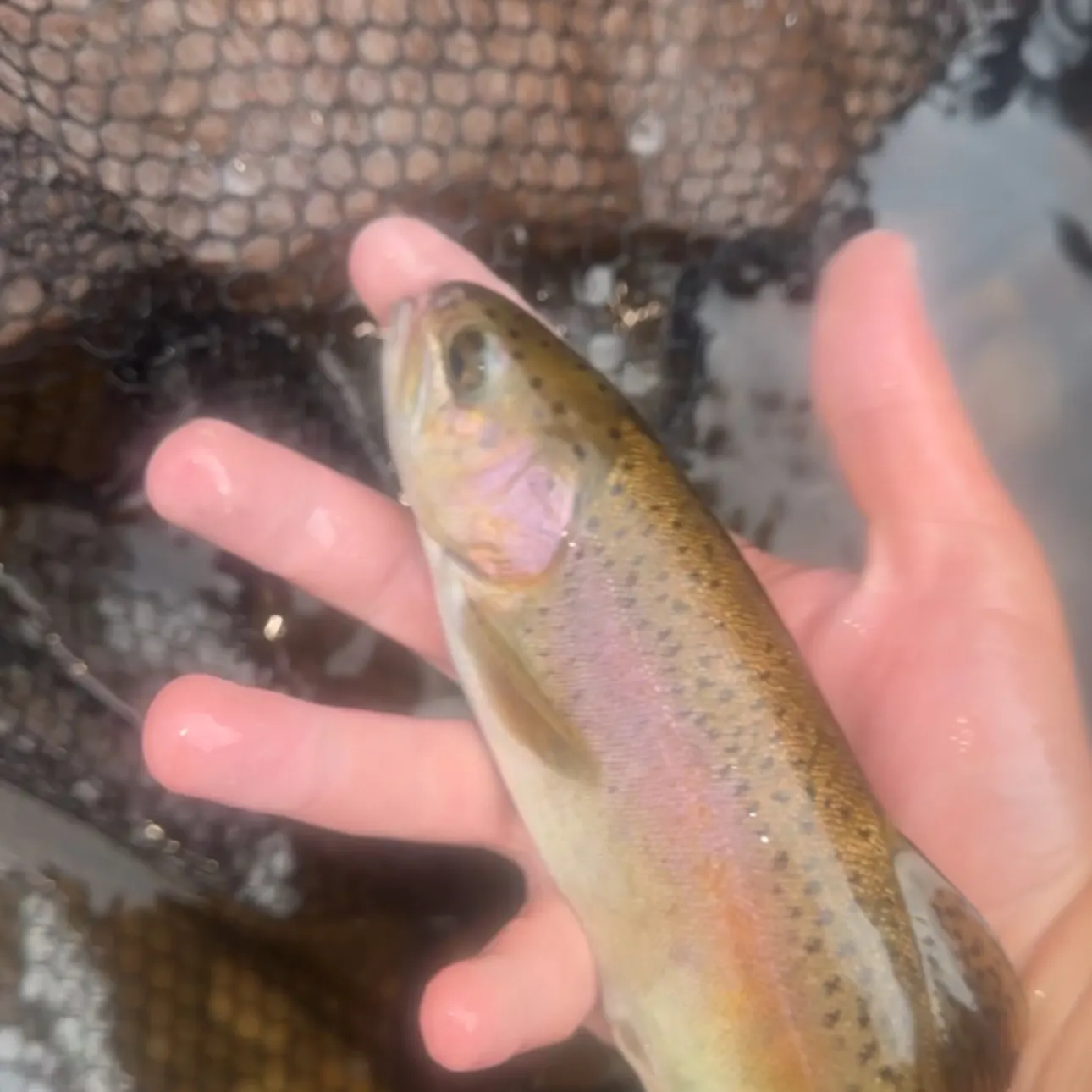 Cutbow caught on Fishbrain