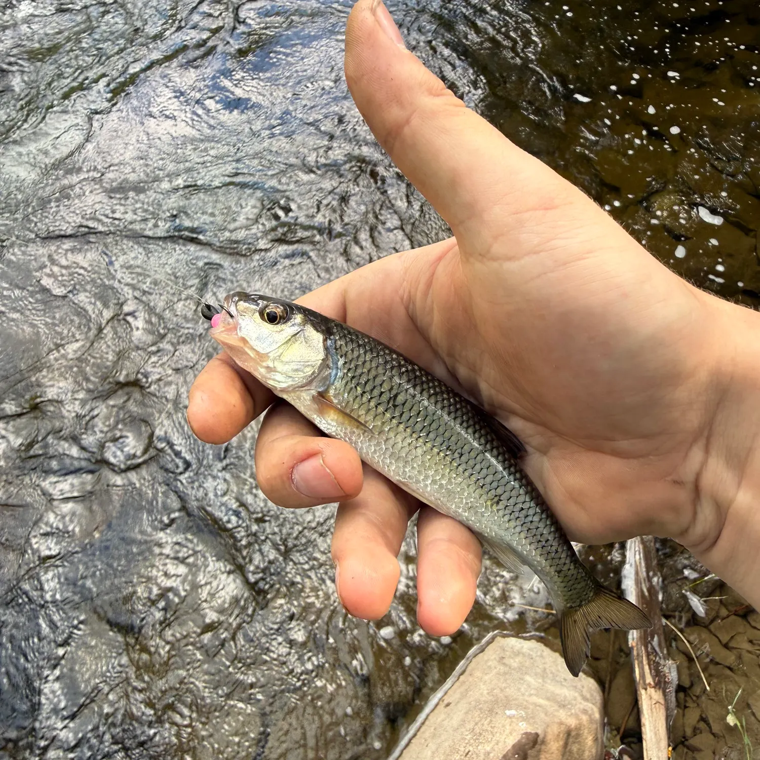 Fallfish caught on Fishbrain