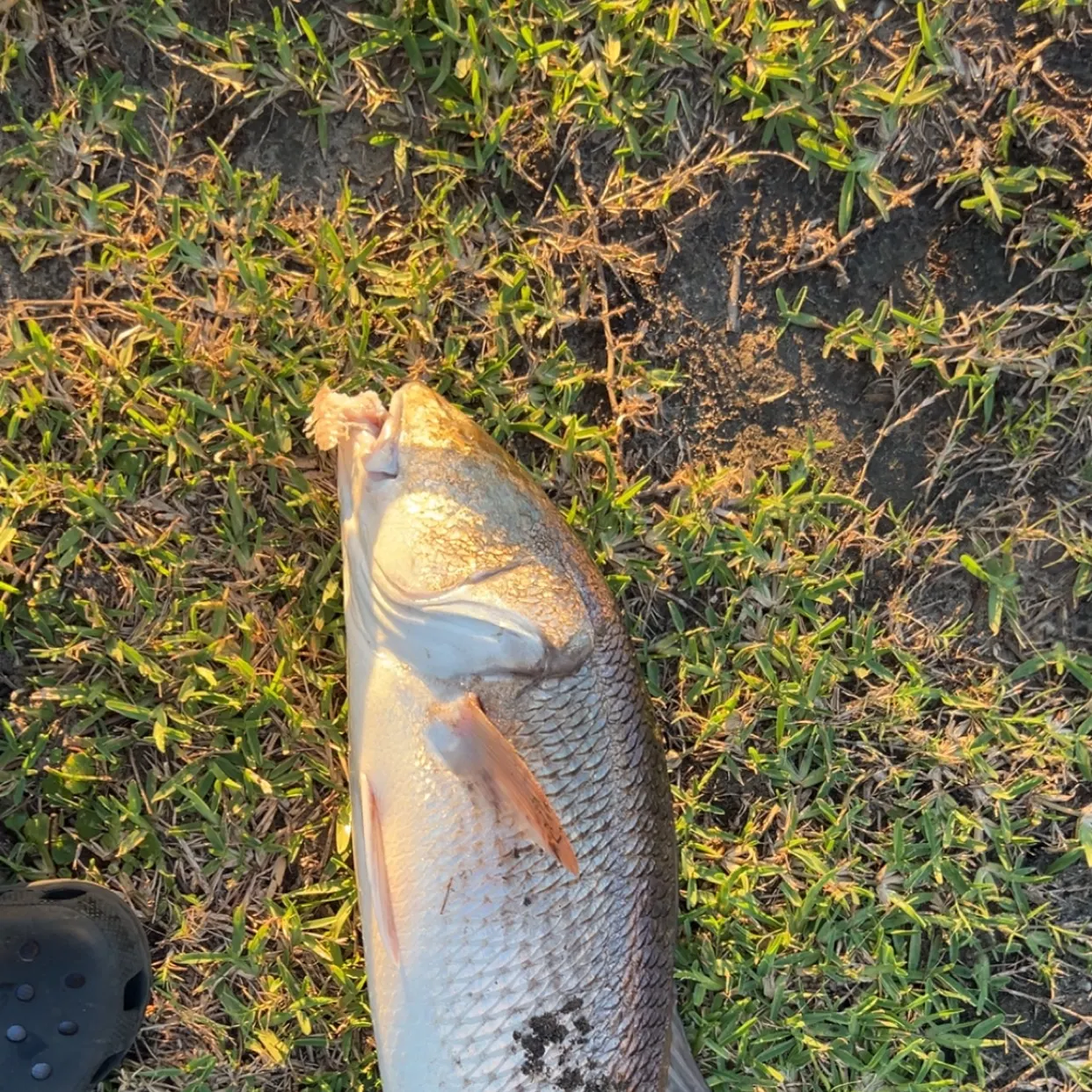 Red drum caught on Fishbrain