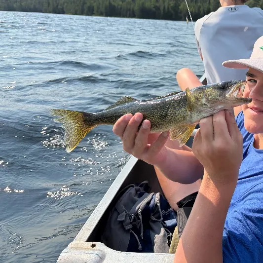 Walleye caught on Fishbrain