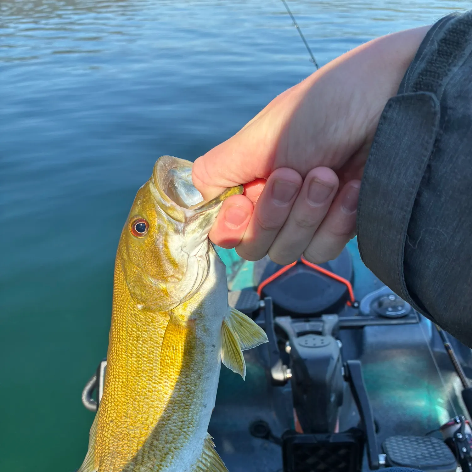Smallmouth bass caught on Fishbrain