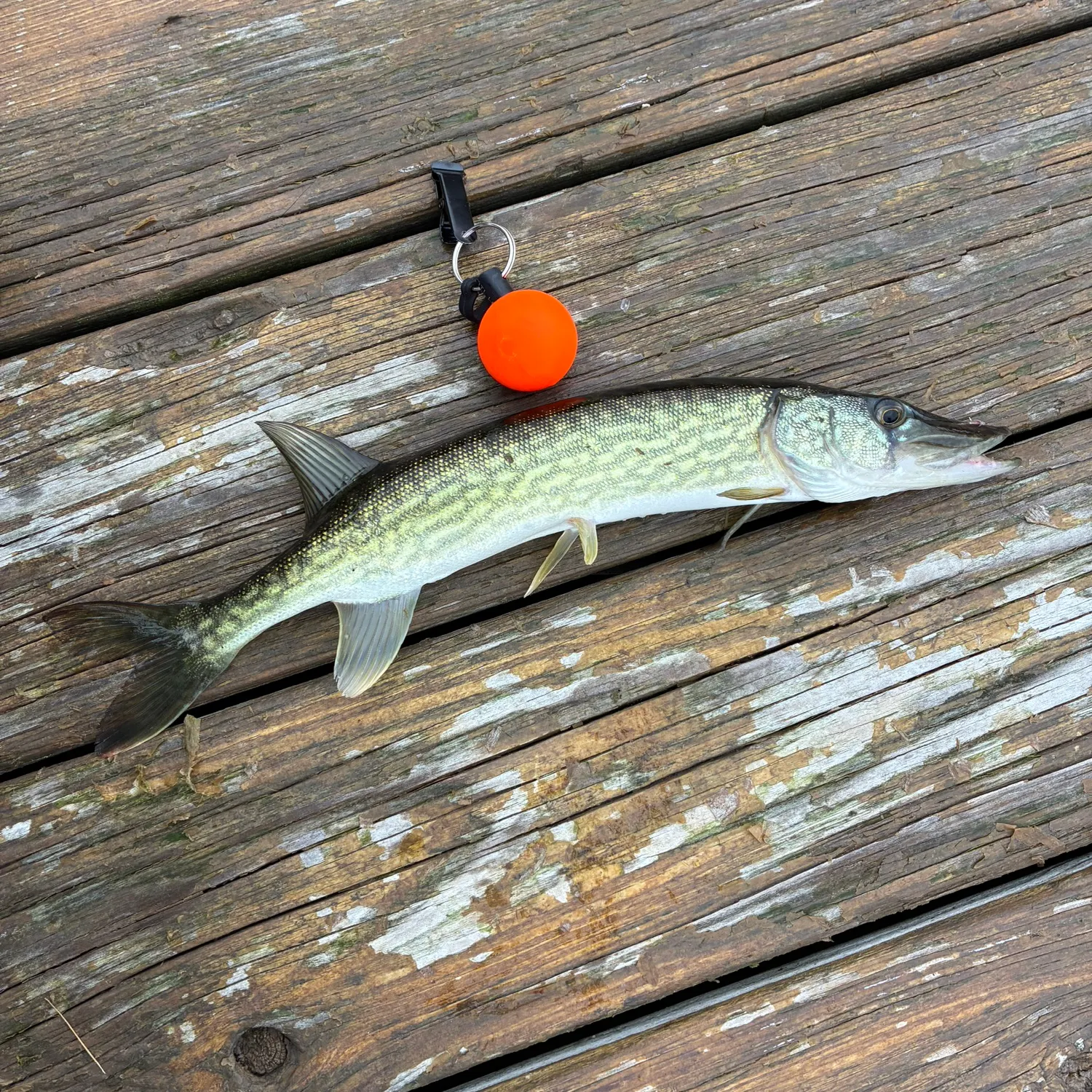 The most recent Grass pickerel catches on Fishbrain