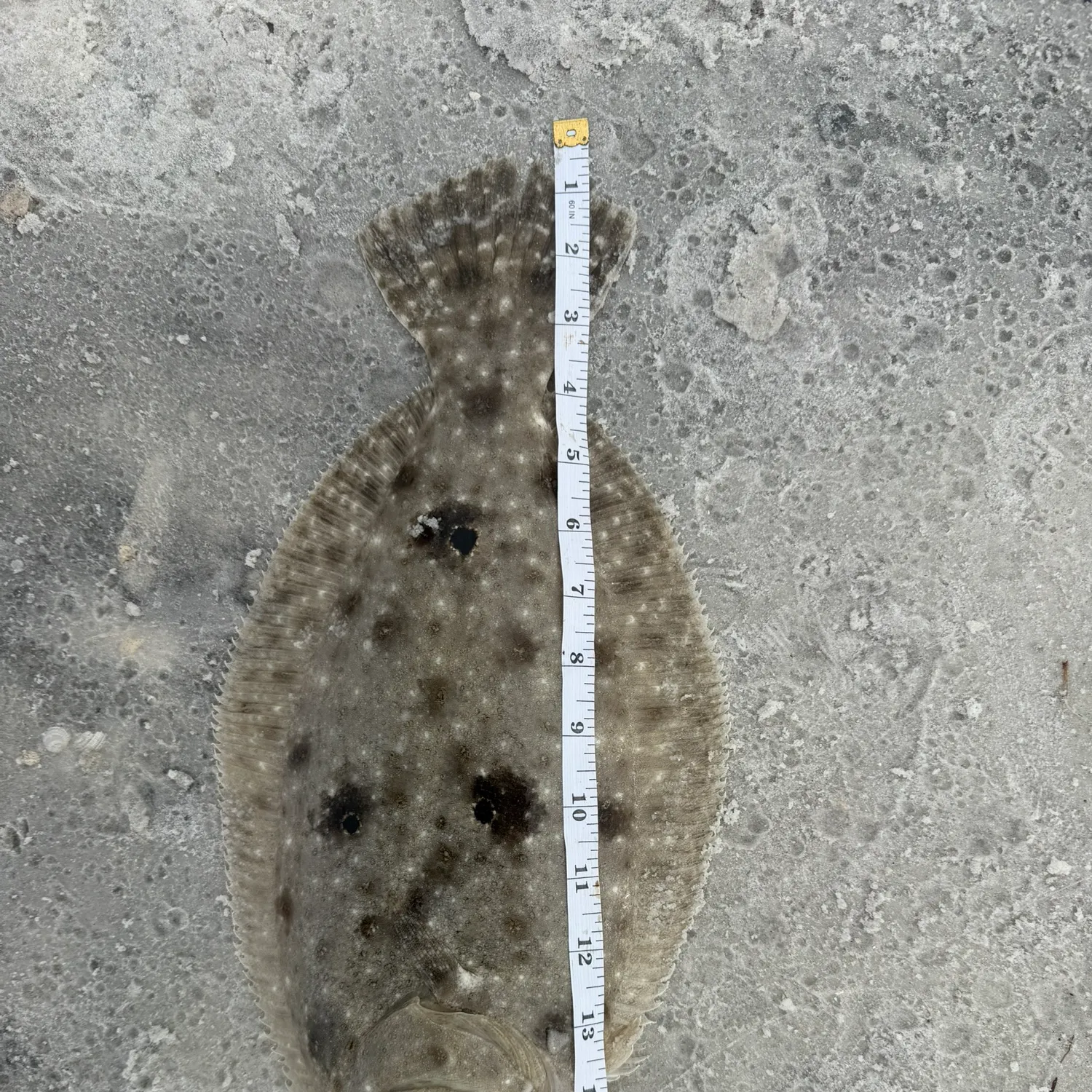 The most recent Gulf flounder catches on Fishbrain