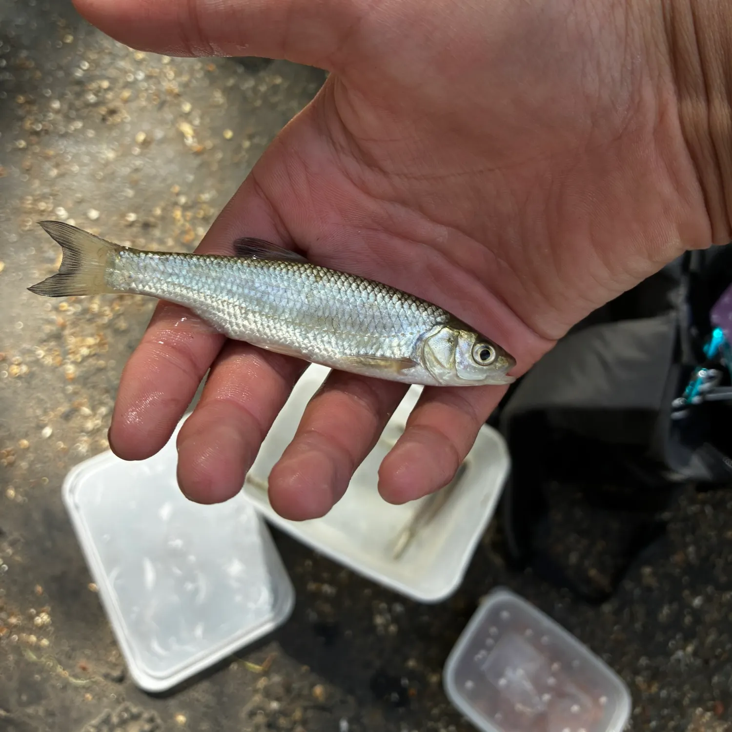 The most recent Common dace catches on Fishbrain