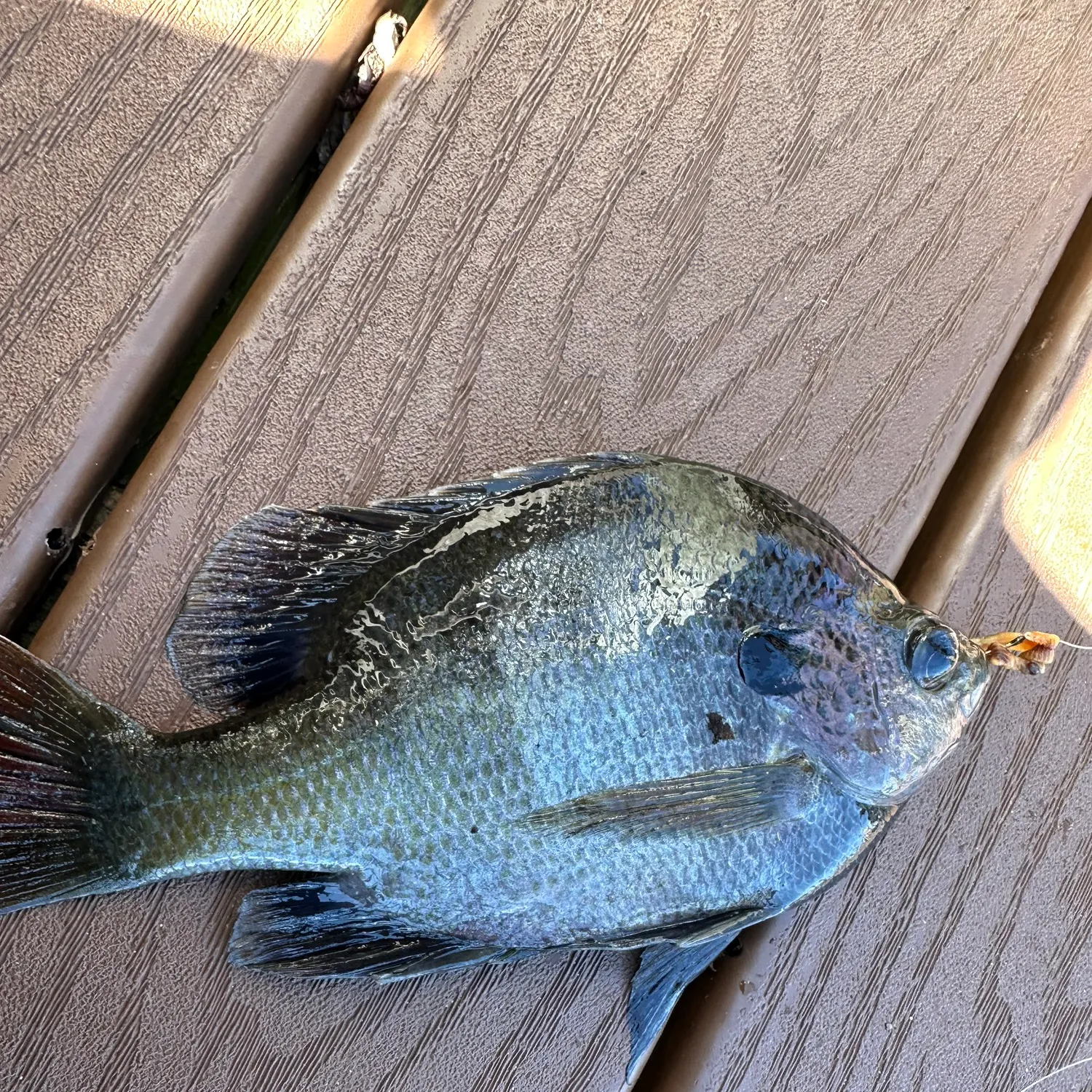 Bluegill caught on Fishbrain