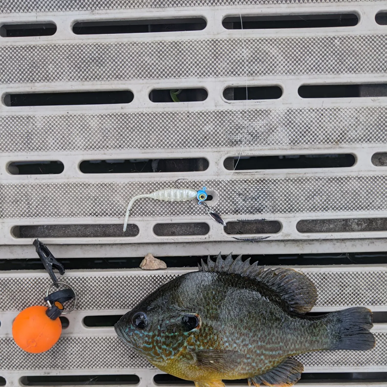 Pumpkinseed caught on Fishbrain