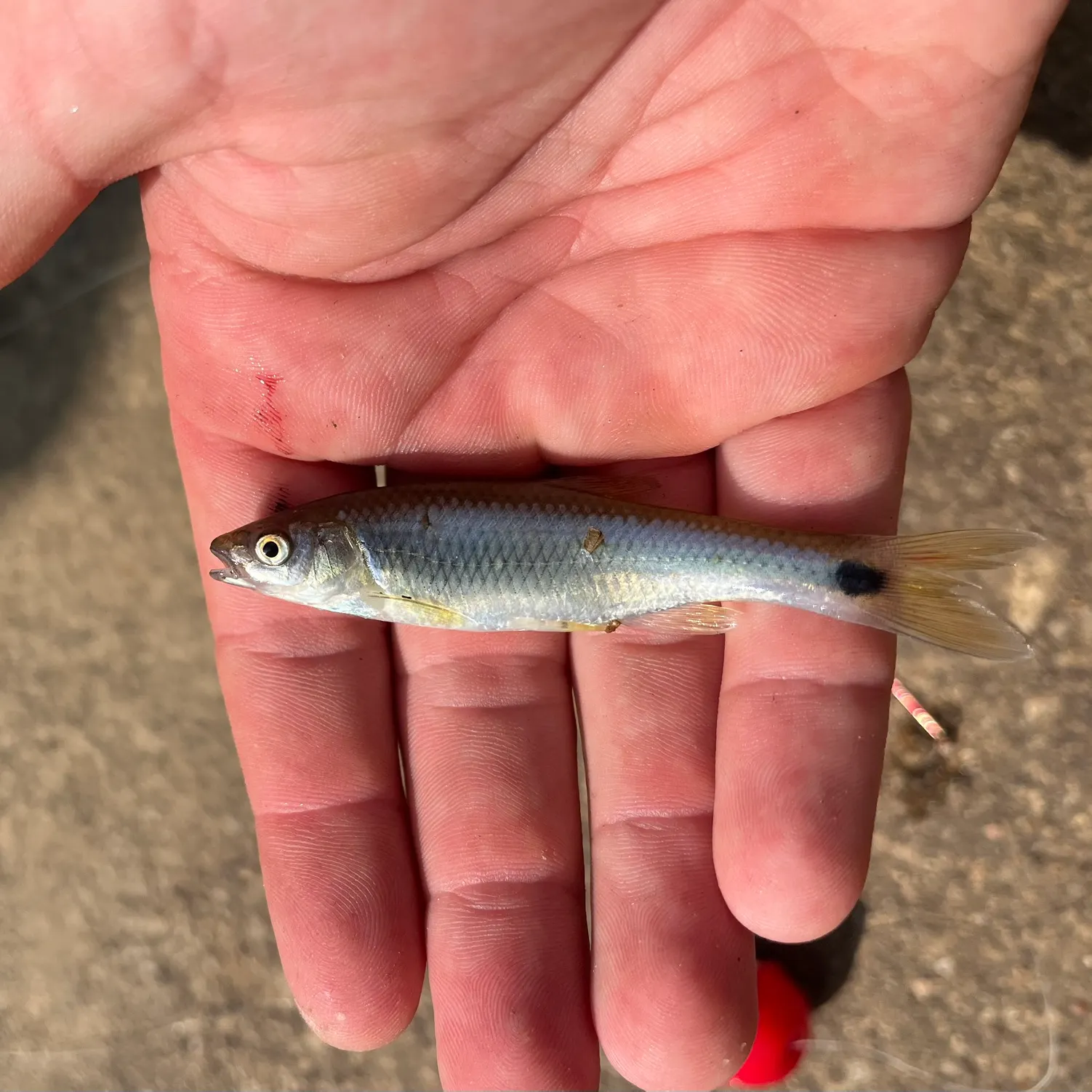 The most recent Western blacktail shiner catches on Fishbrain