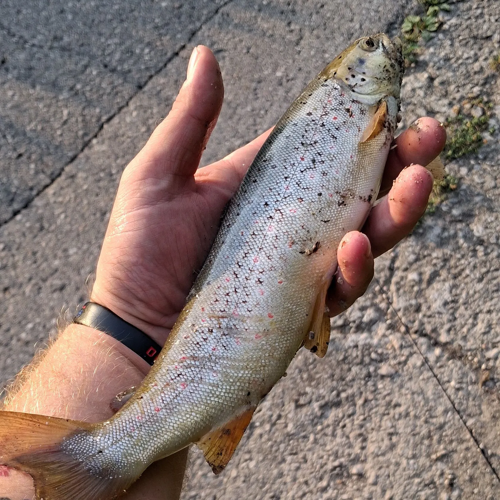 Brown trout caught on Fishbrain