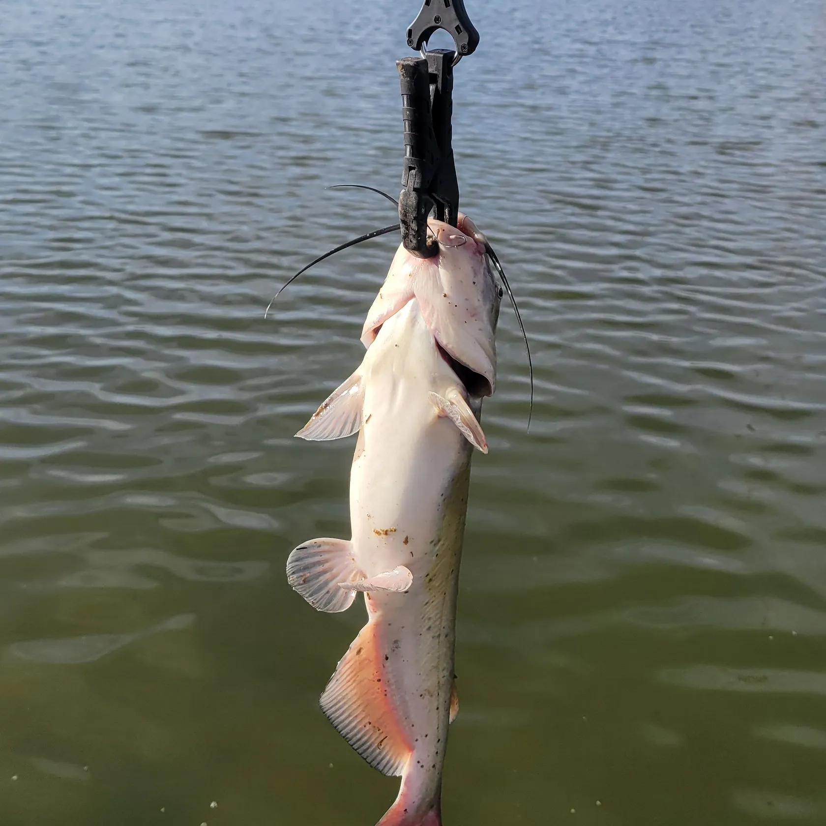 Channel catfish caught on Fishbrain