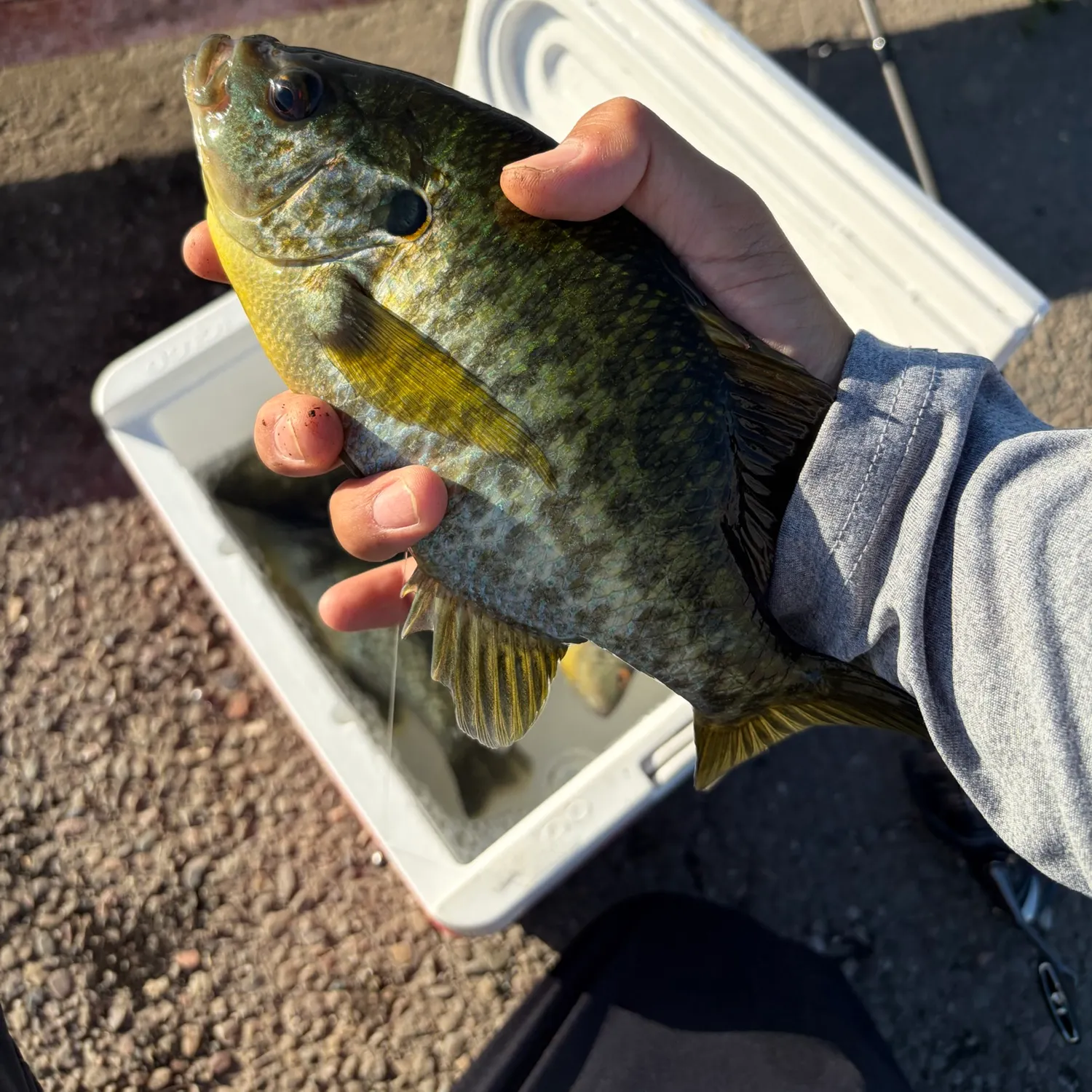 catch