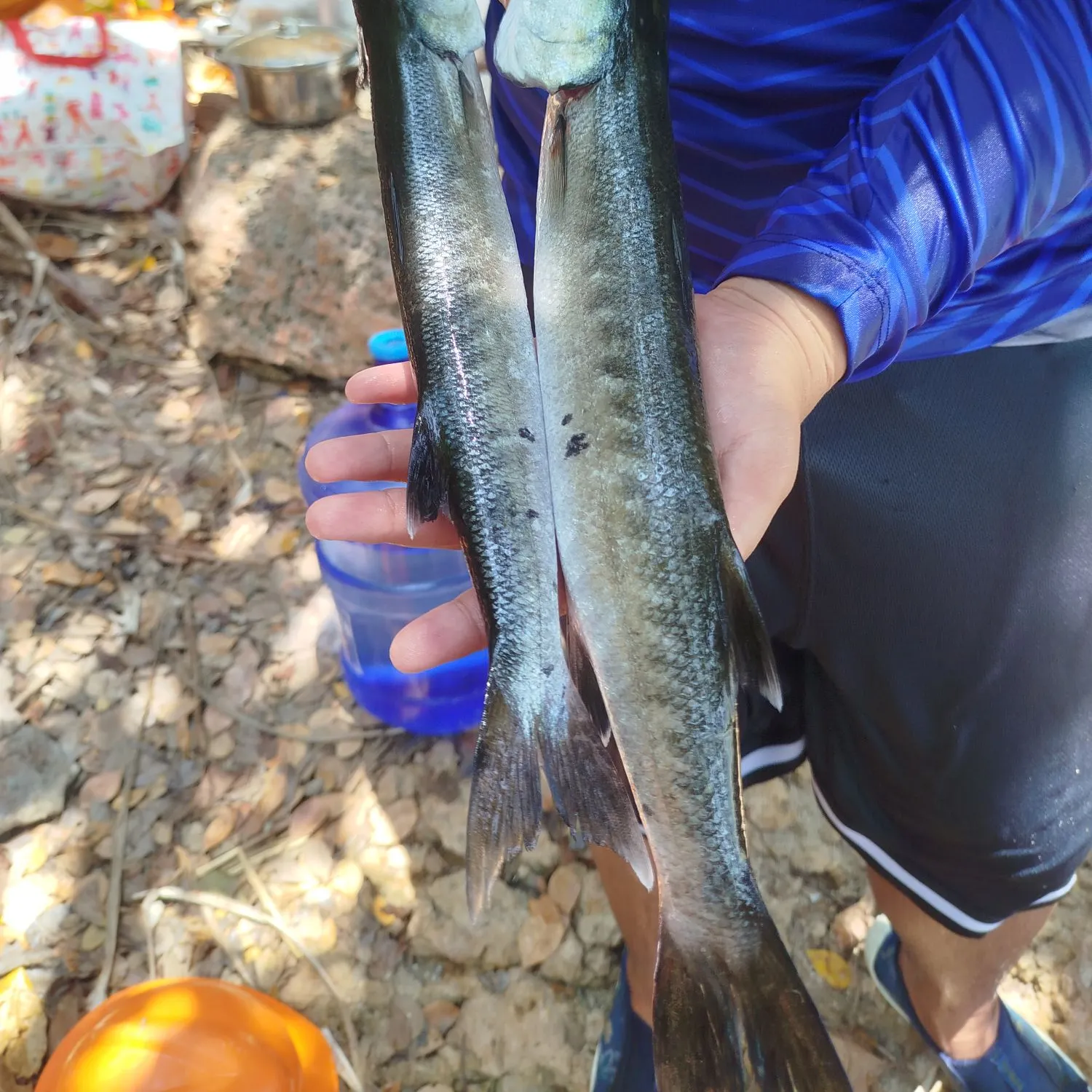 The most recent Great barracuda catches on Fishbrain