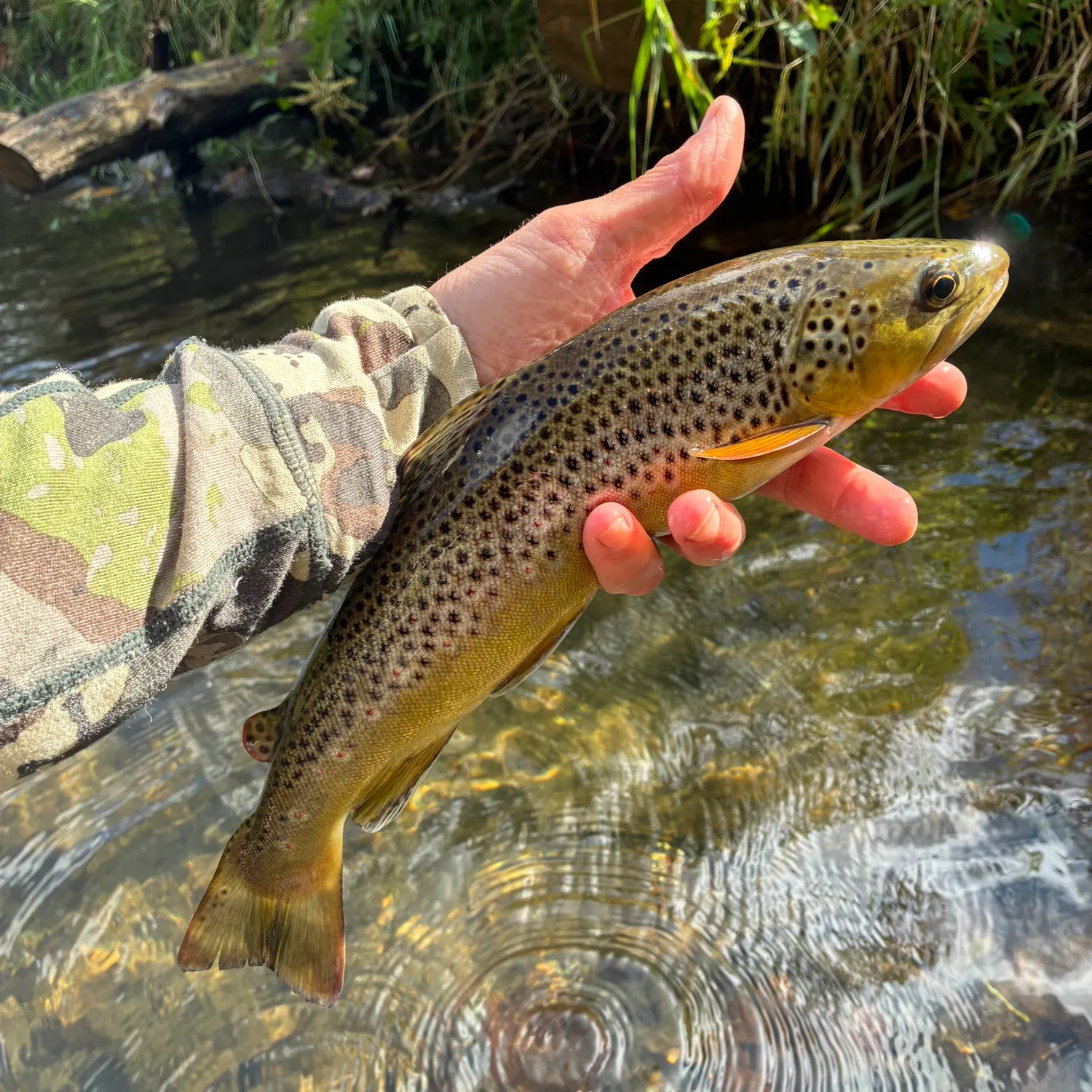 Brown trout caught on Fishbrain