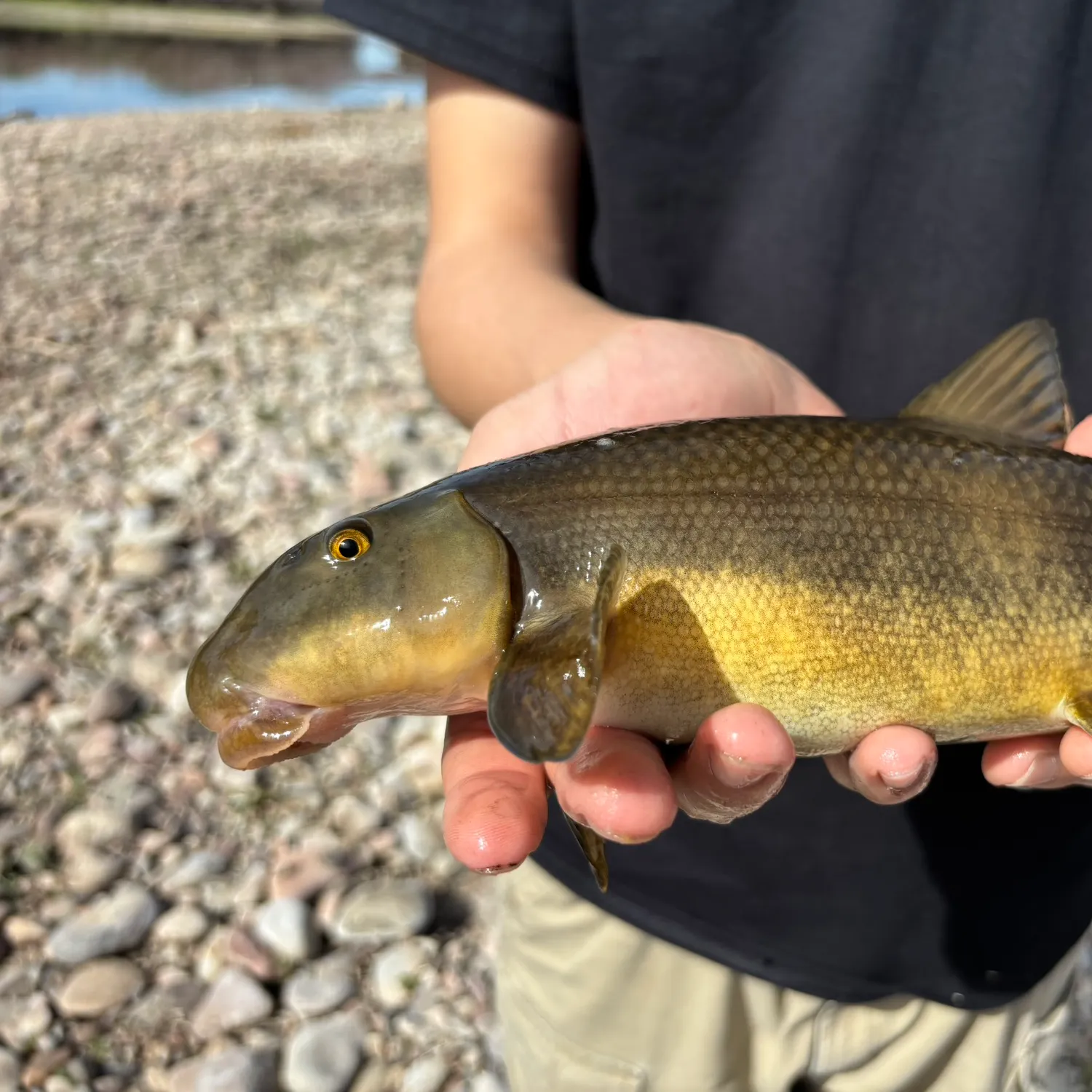 The most recent Desert sucker catches on Fishbrain