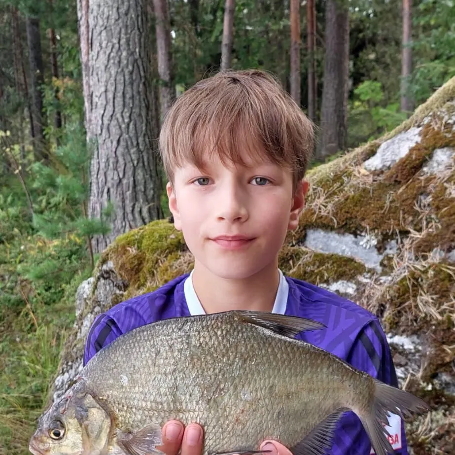 Common bream caught on Fishbrain