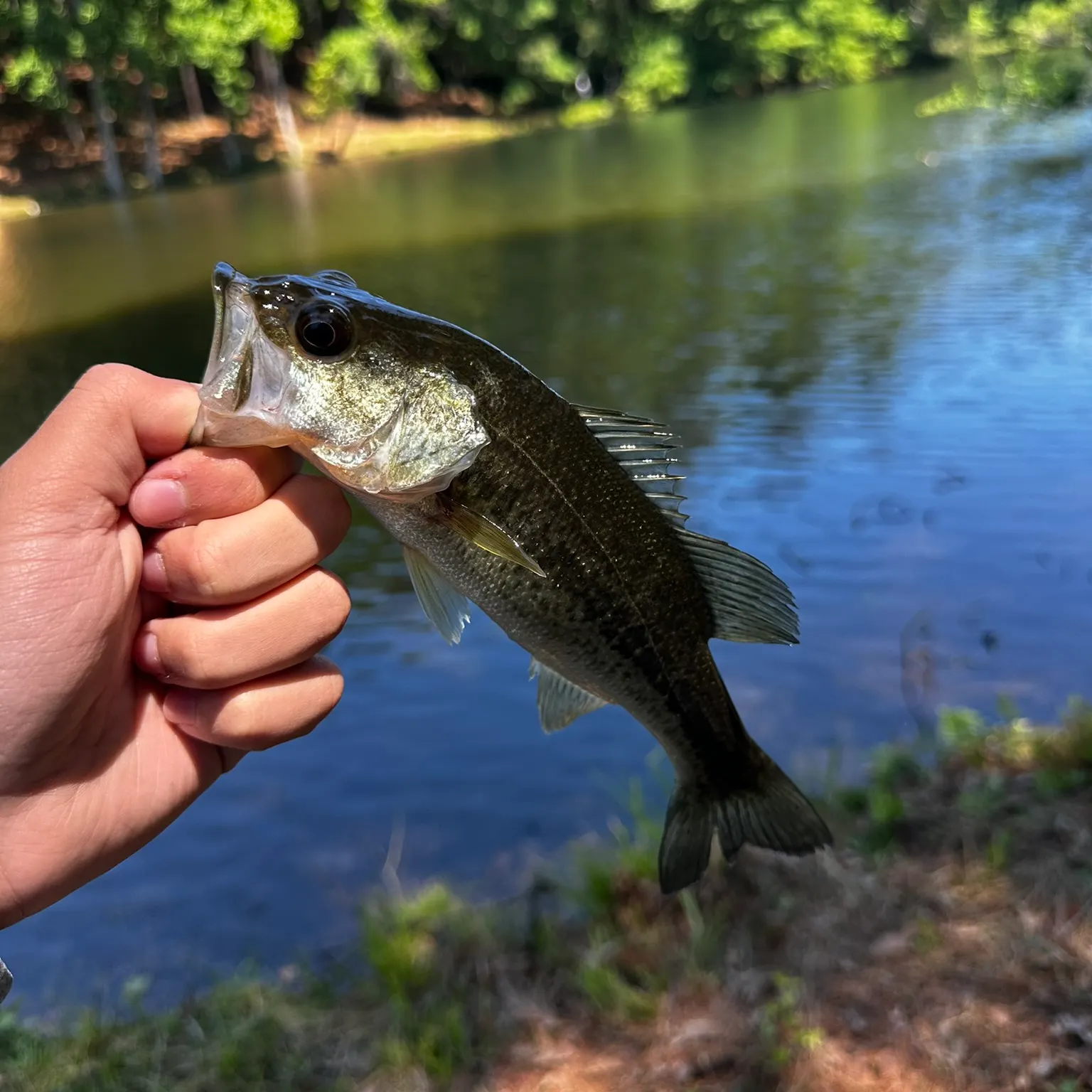 The most recent Largemouth bass catches on Fishbrain