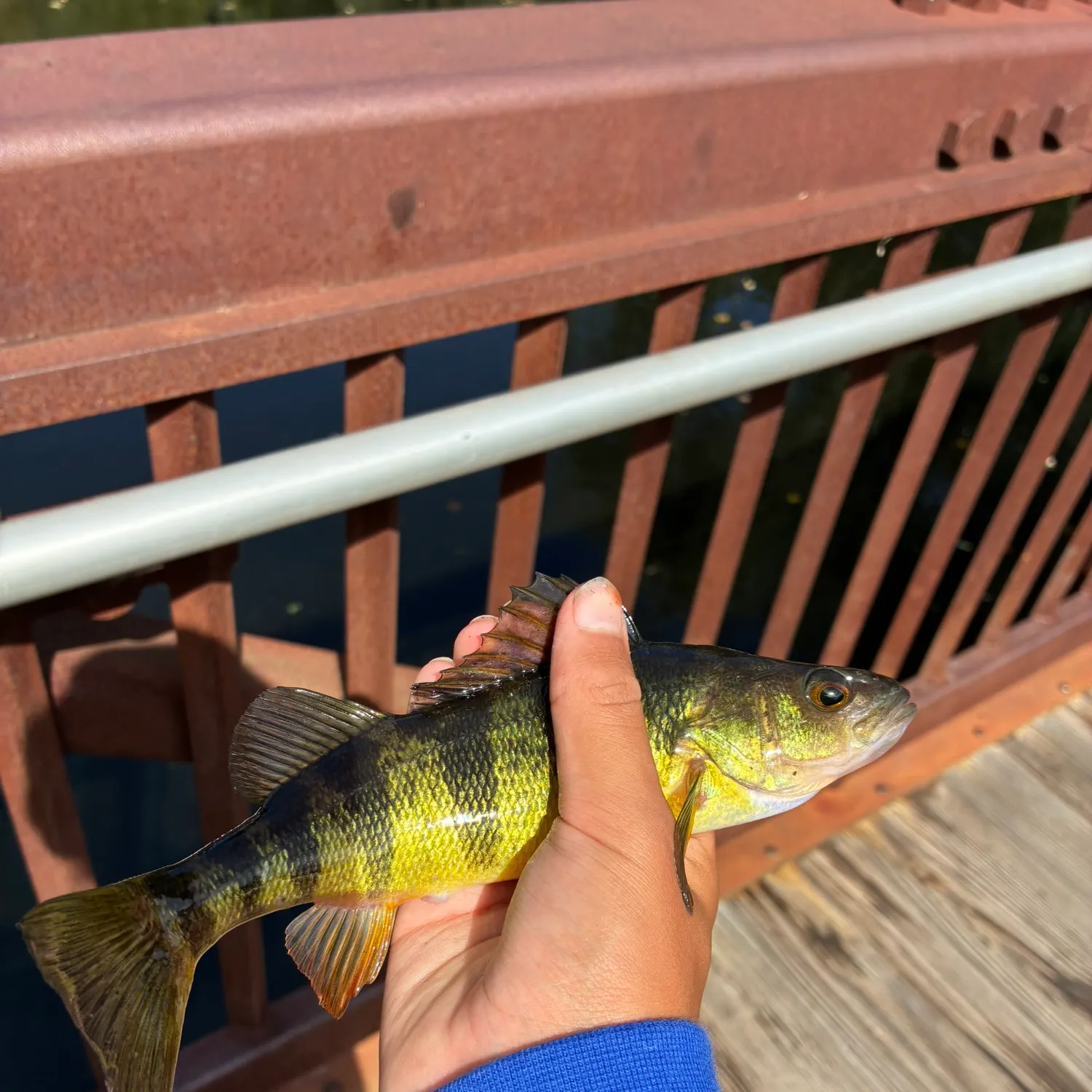 Yellow perch caught on Fishbrain