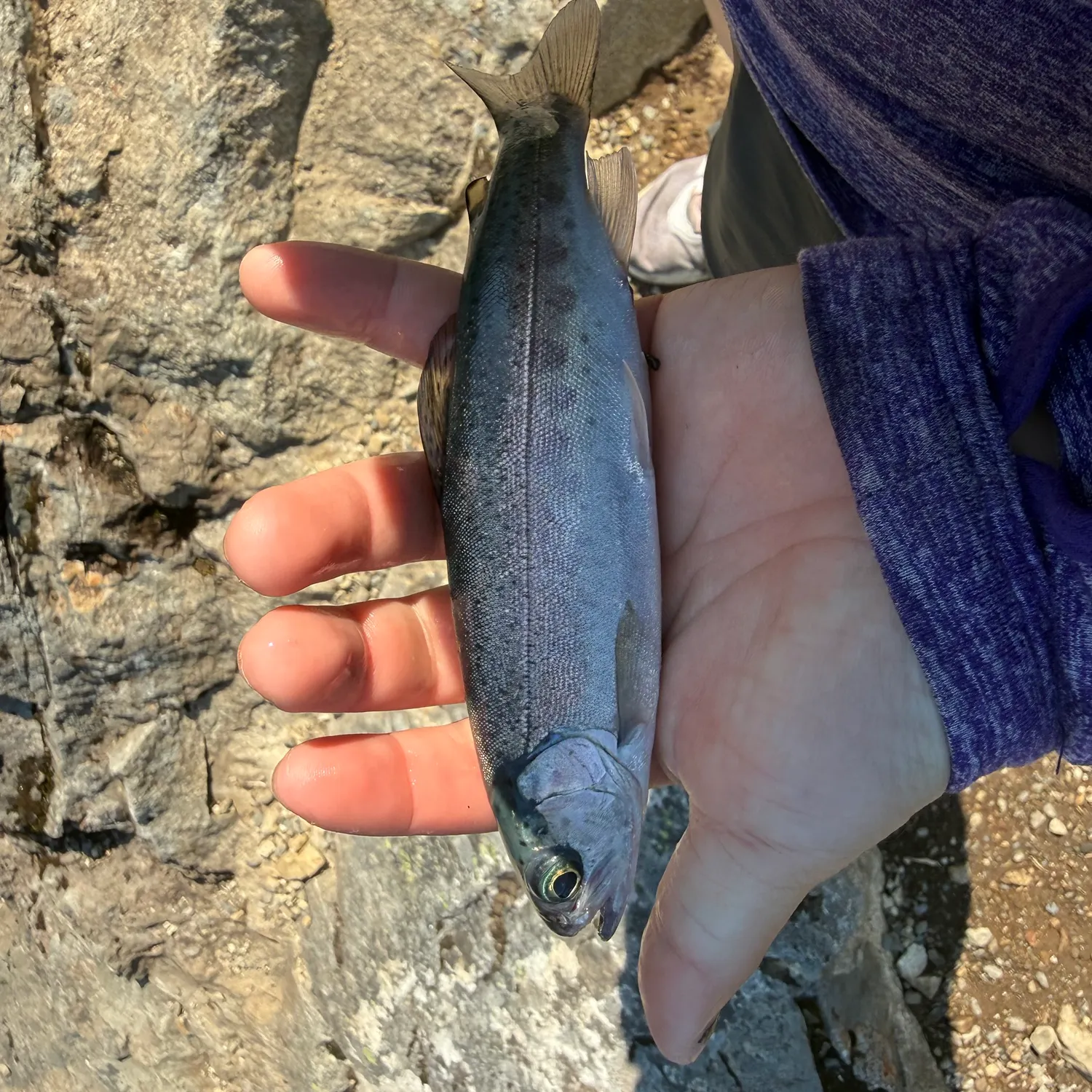 Rainbow trout caught on Fishbrain
