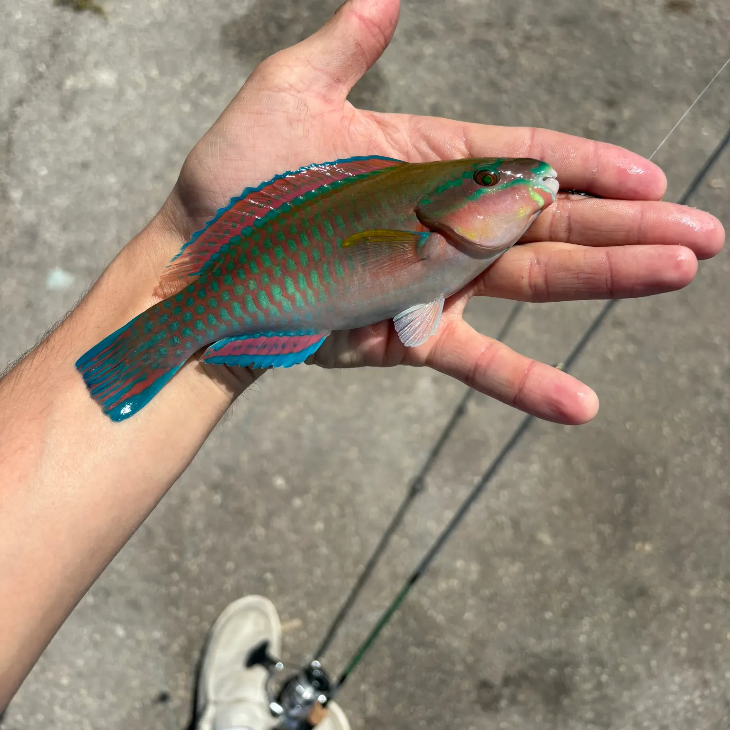 The most recent Striped parrotfish catches on Fishbrain