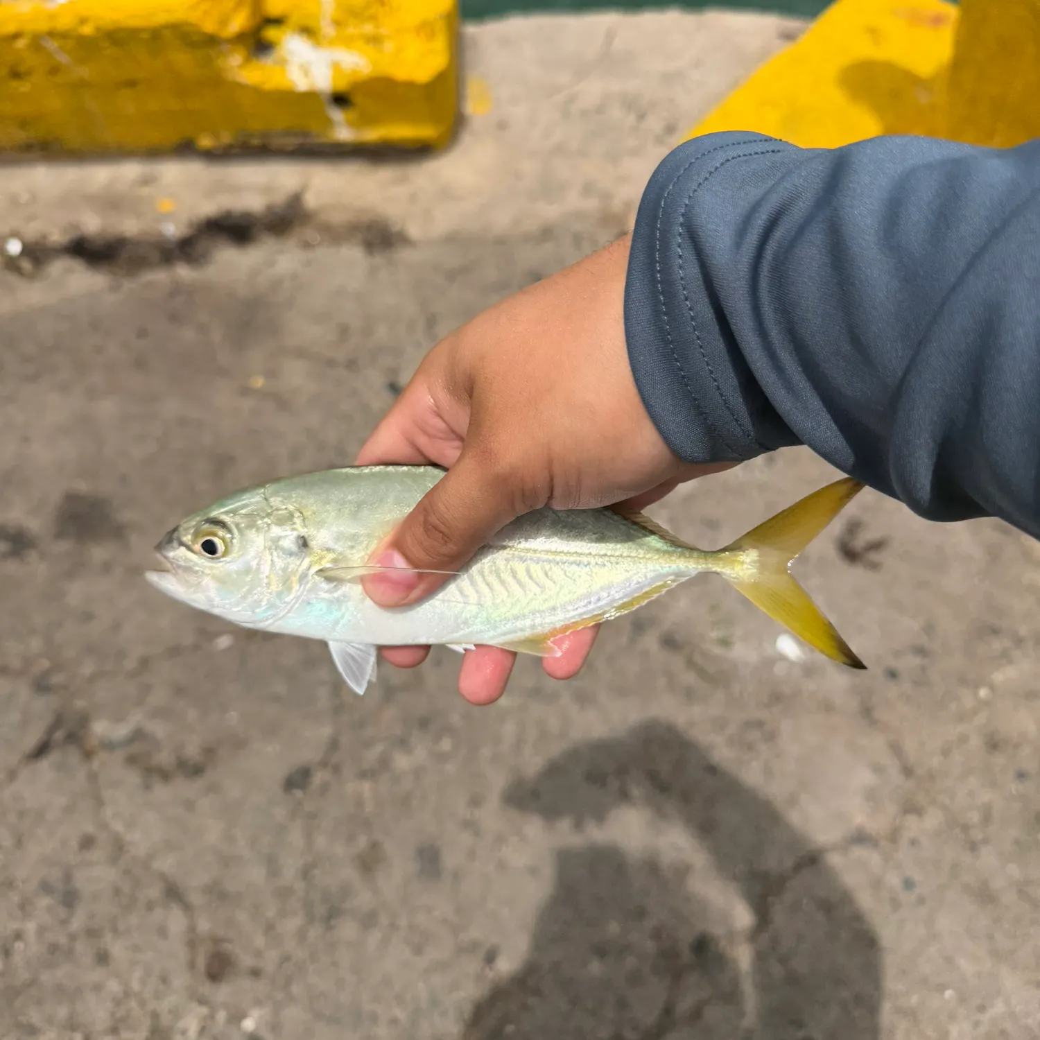 The most recent Yellow jack catches on Fishbrain