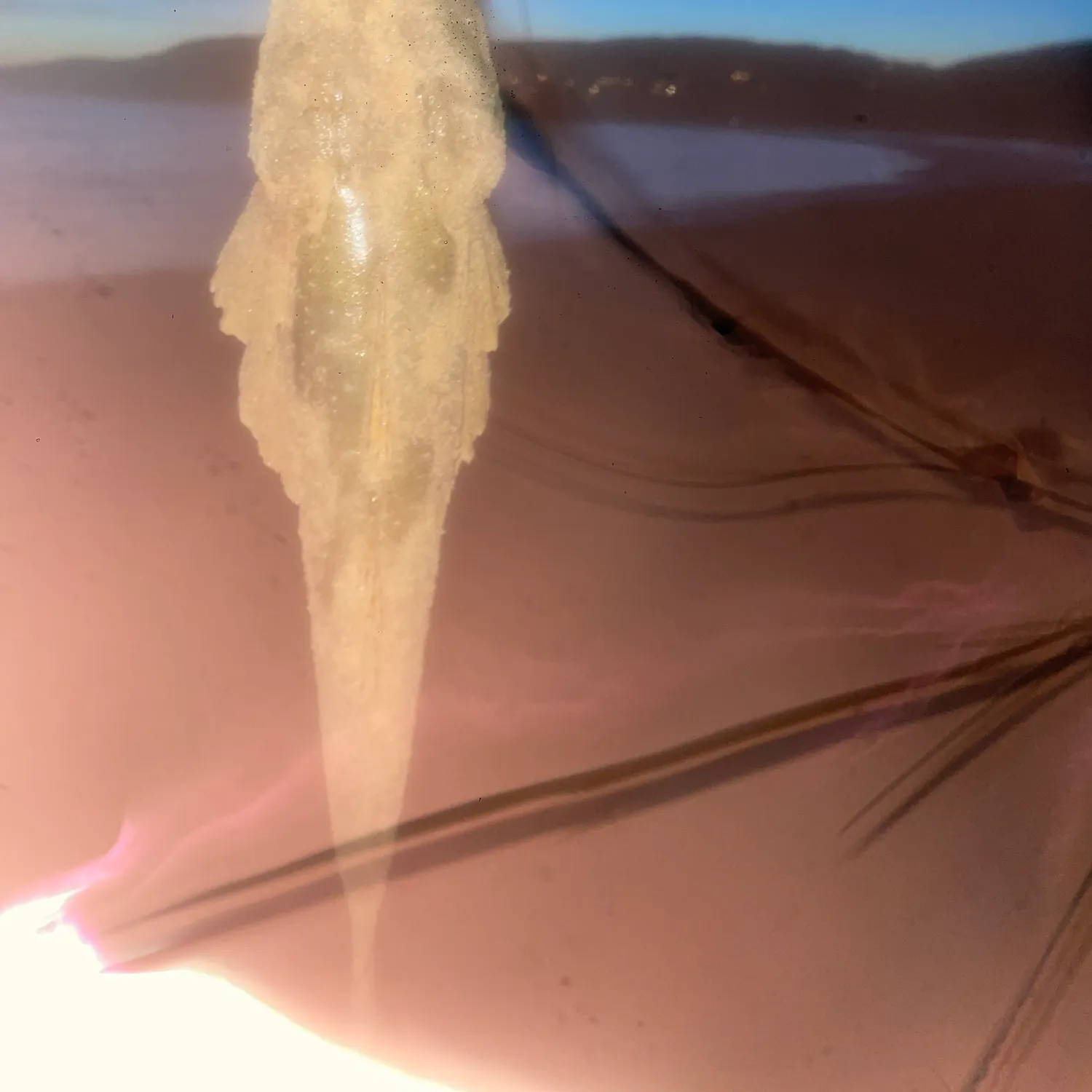The most recent Dusky flathead catches on Fishbrain