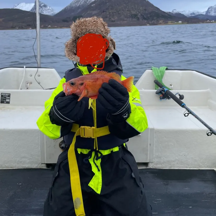 The most recent Atlantic ocean perch catches on Fishbrain