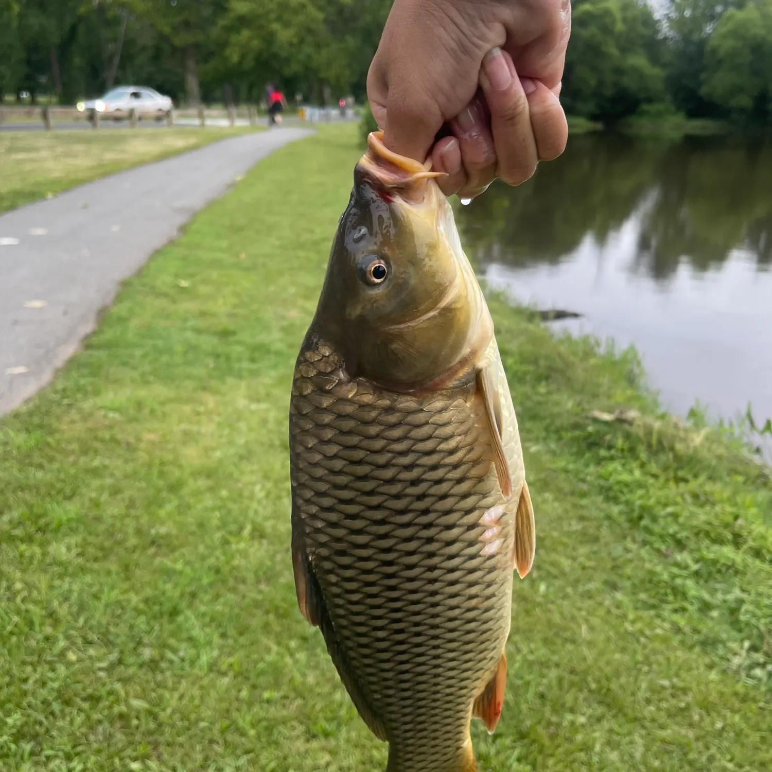The most recent Common carp catches on Fishbrain