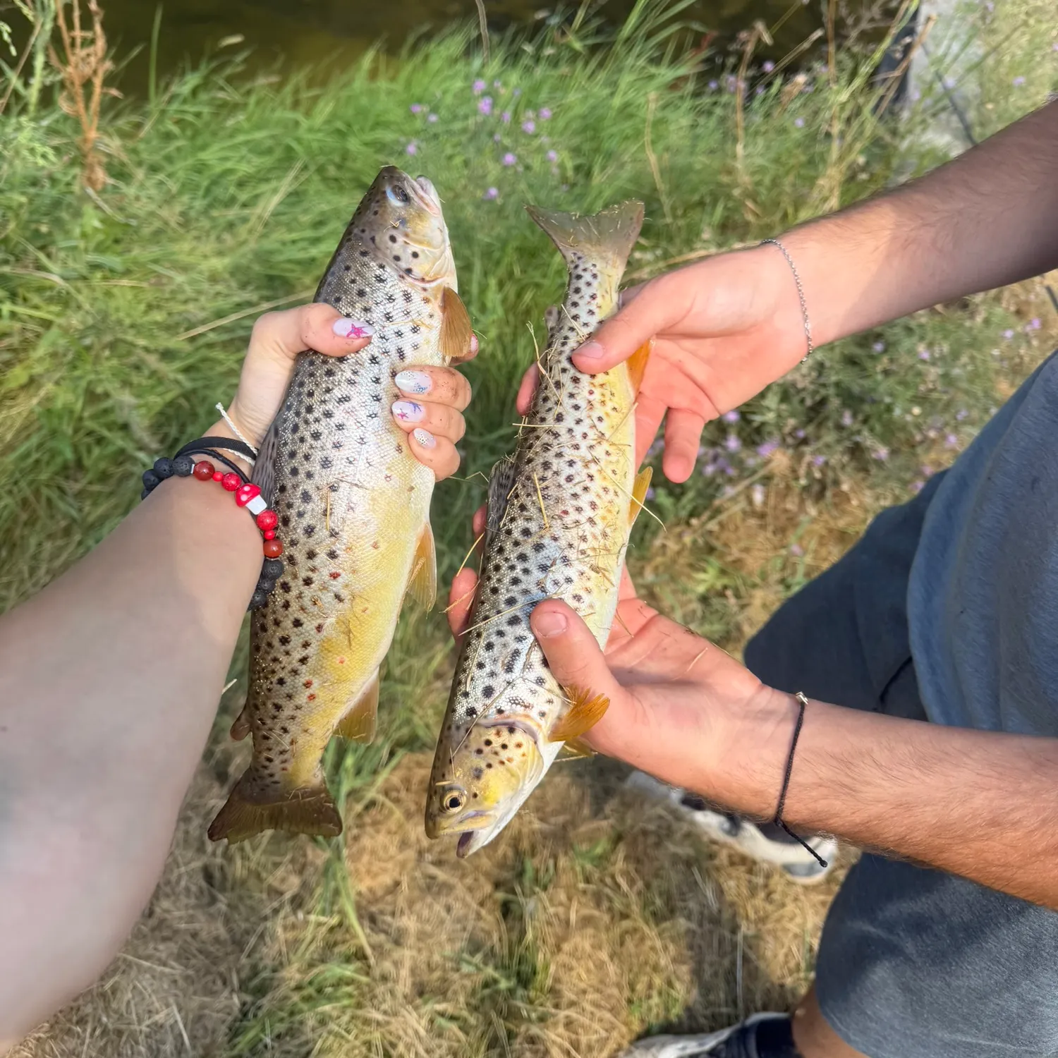Brown trout caught on Fishbrain
