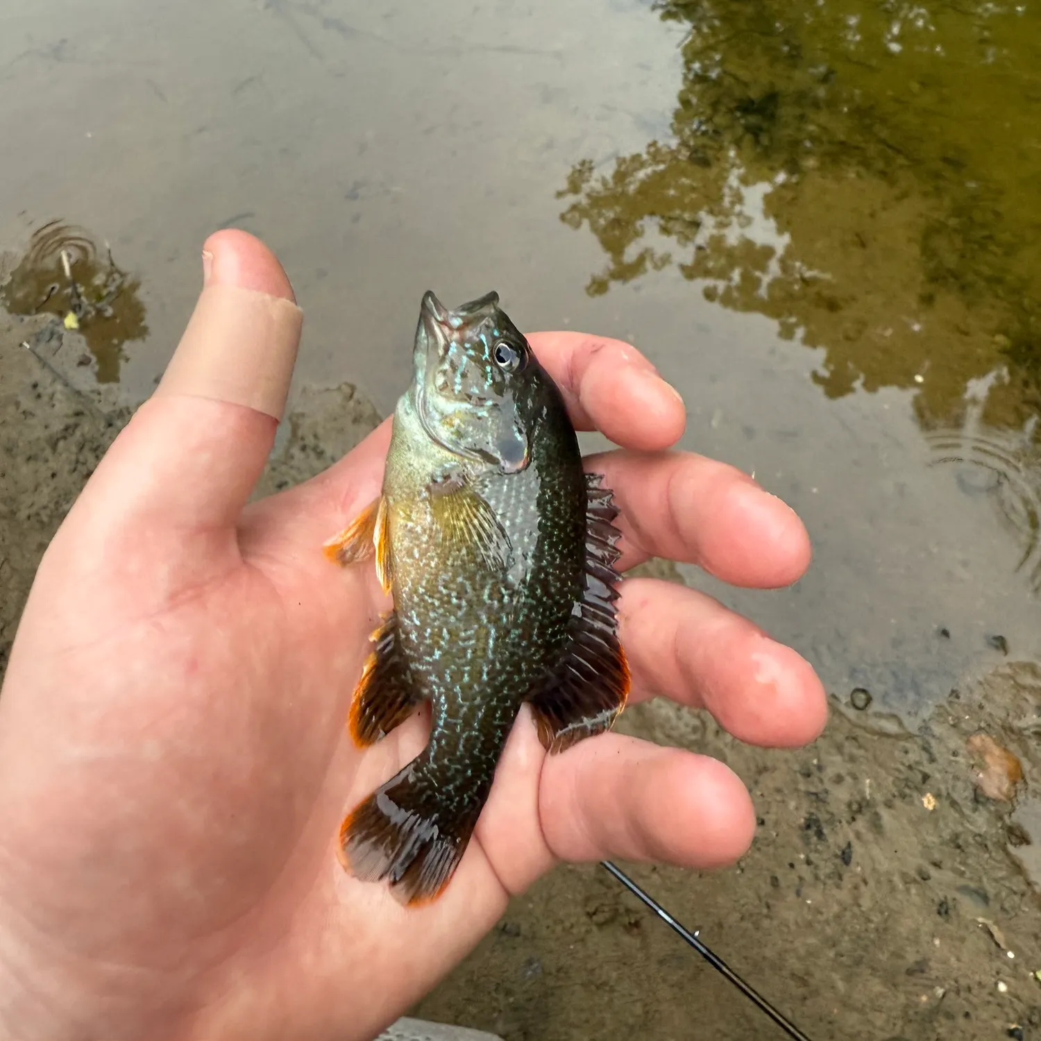 The most recent Green sunfish catches on Fishbrain
