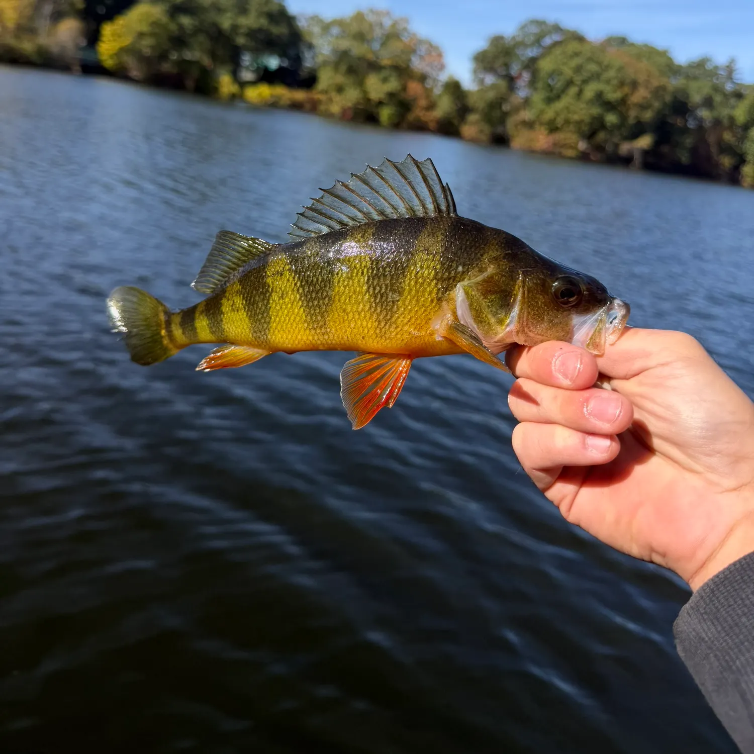 Yellow perch caught on Fishbrain