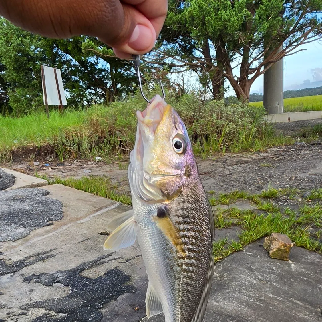 catch
