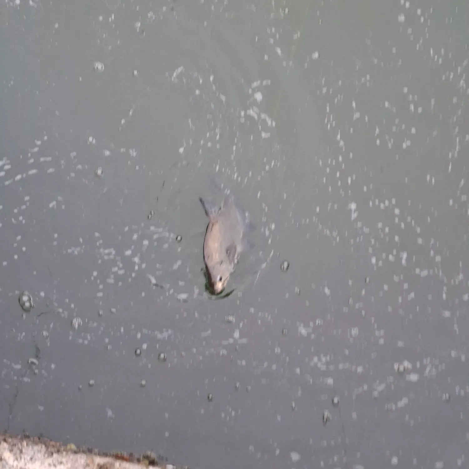 Common bream caught on Fishbrain