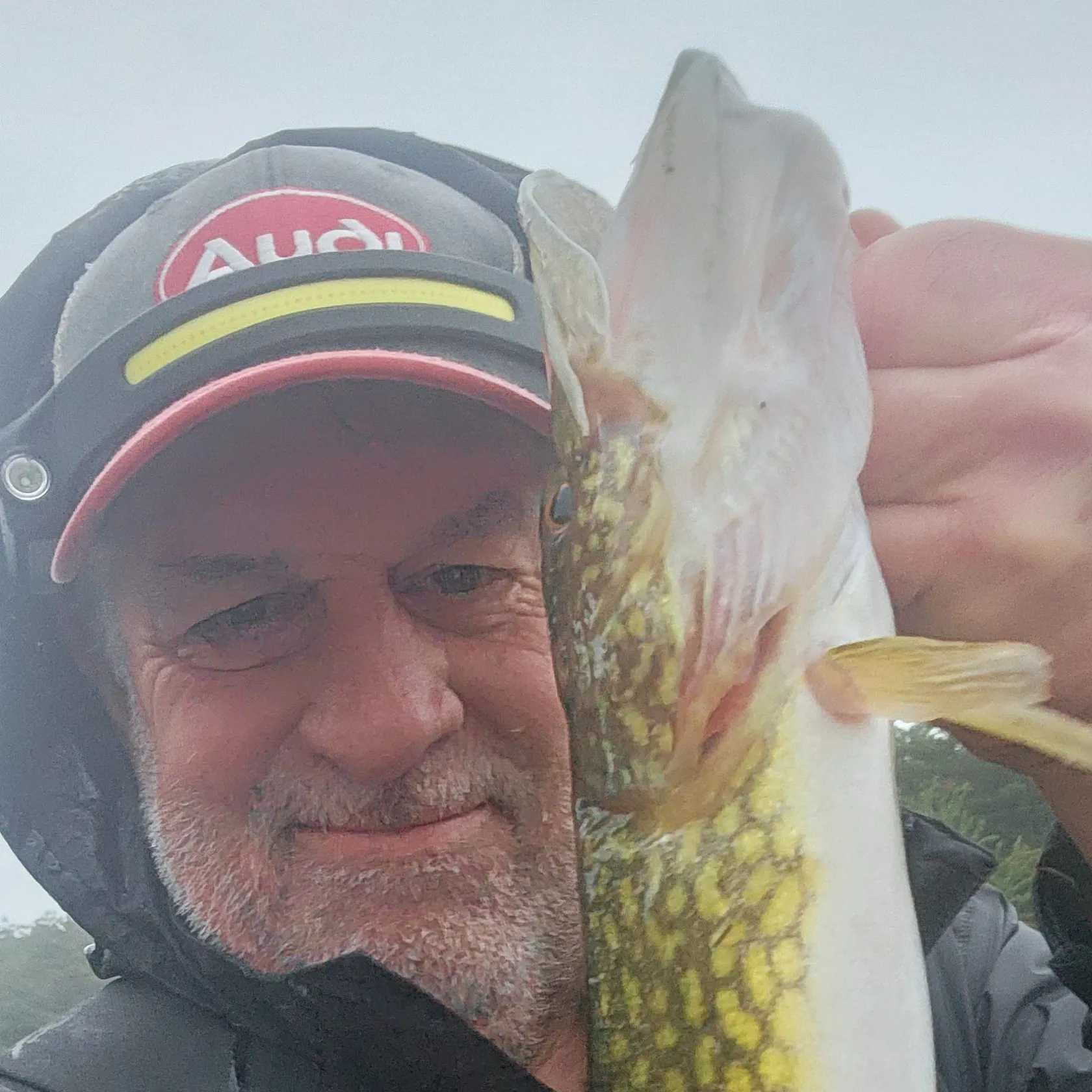 Chain pickerel caught on Fishbrain
