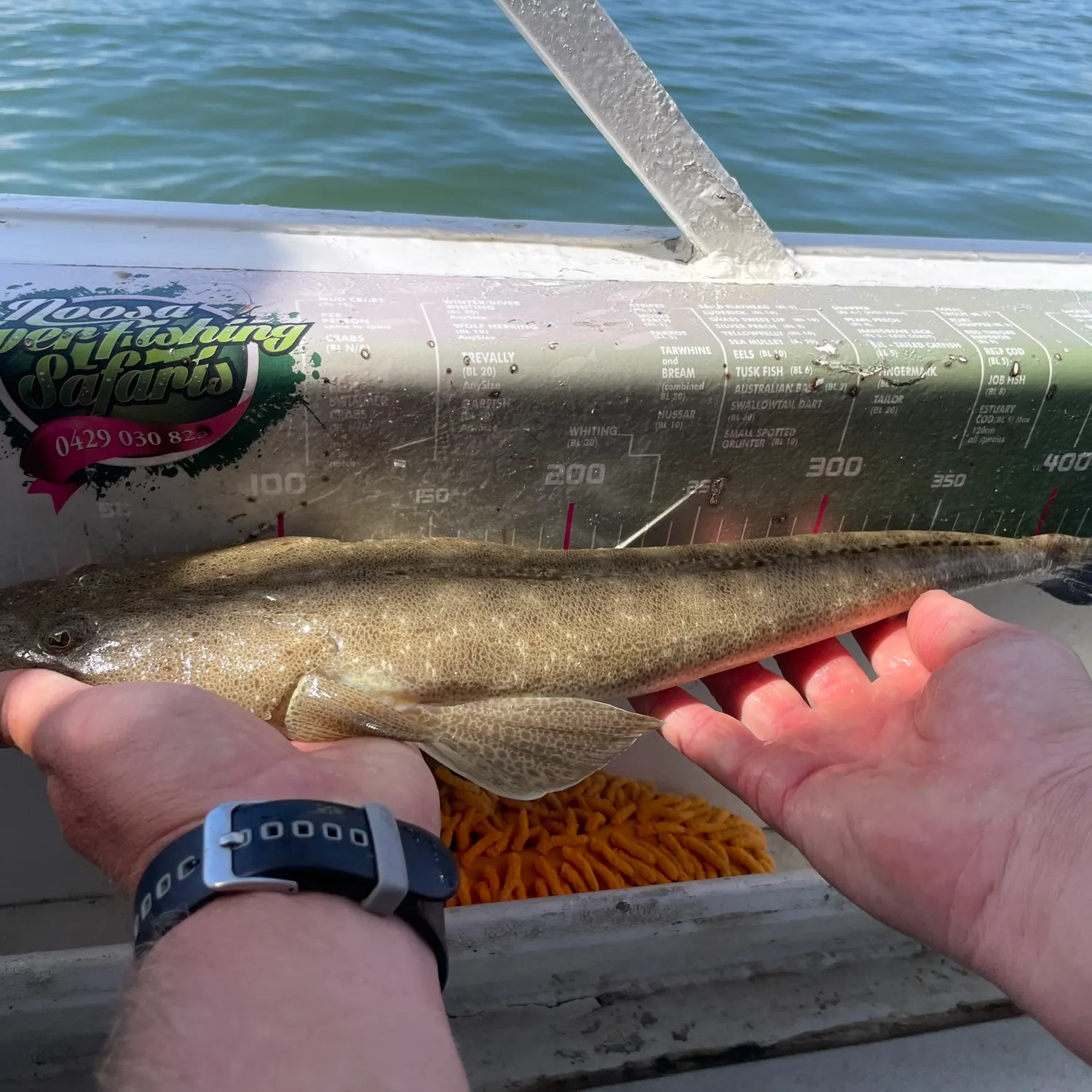 Dusky flathead caught on Fishbrain