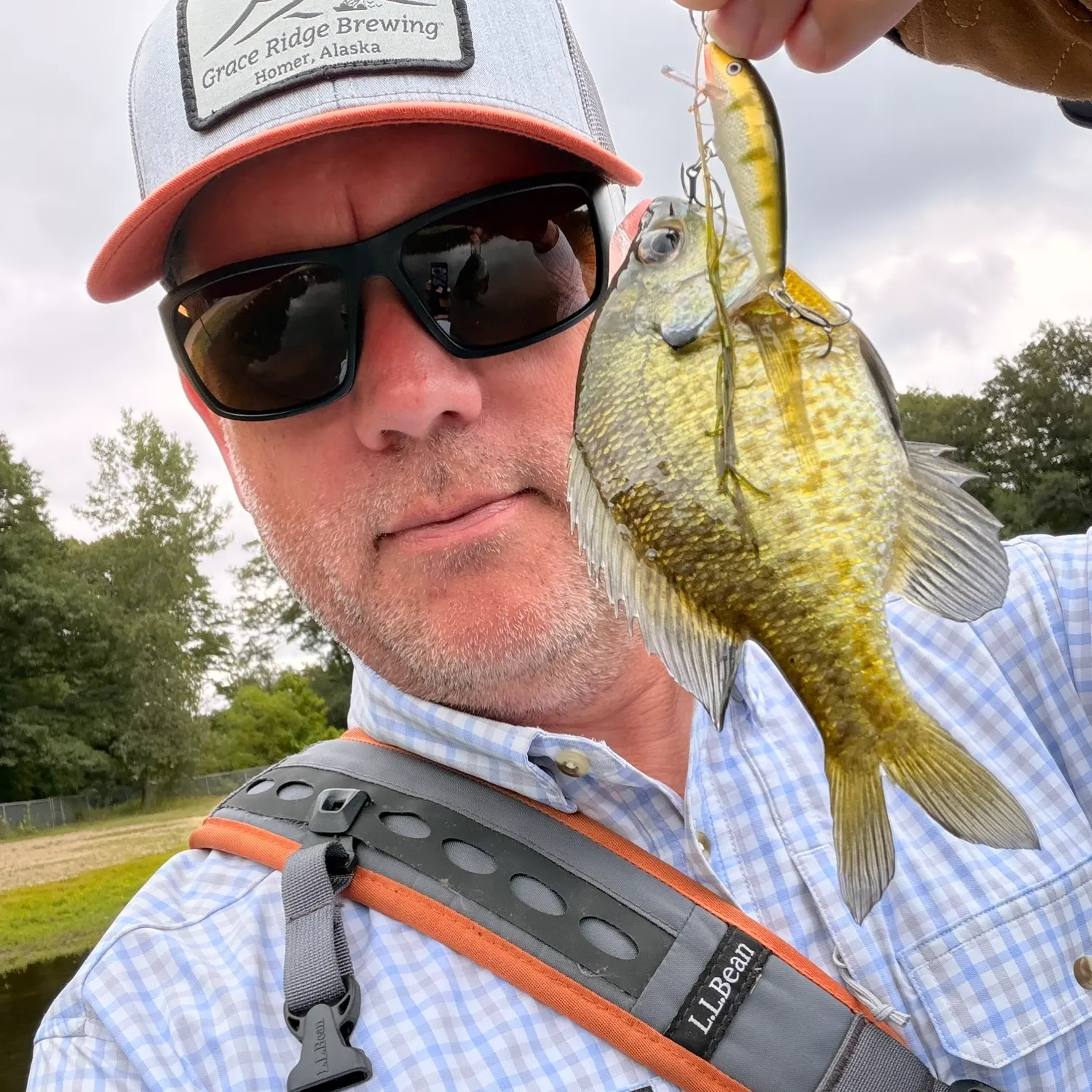 Bluegill caught on Fishbrain