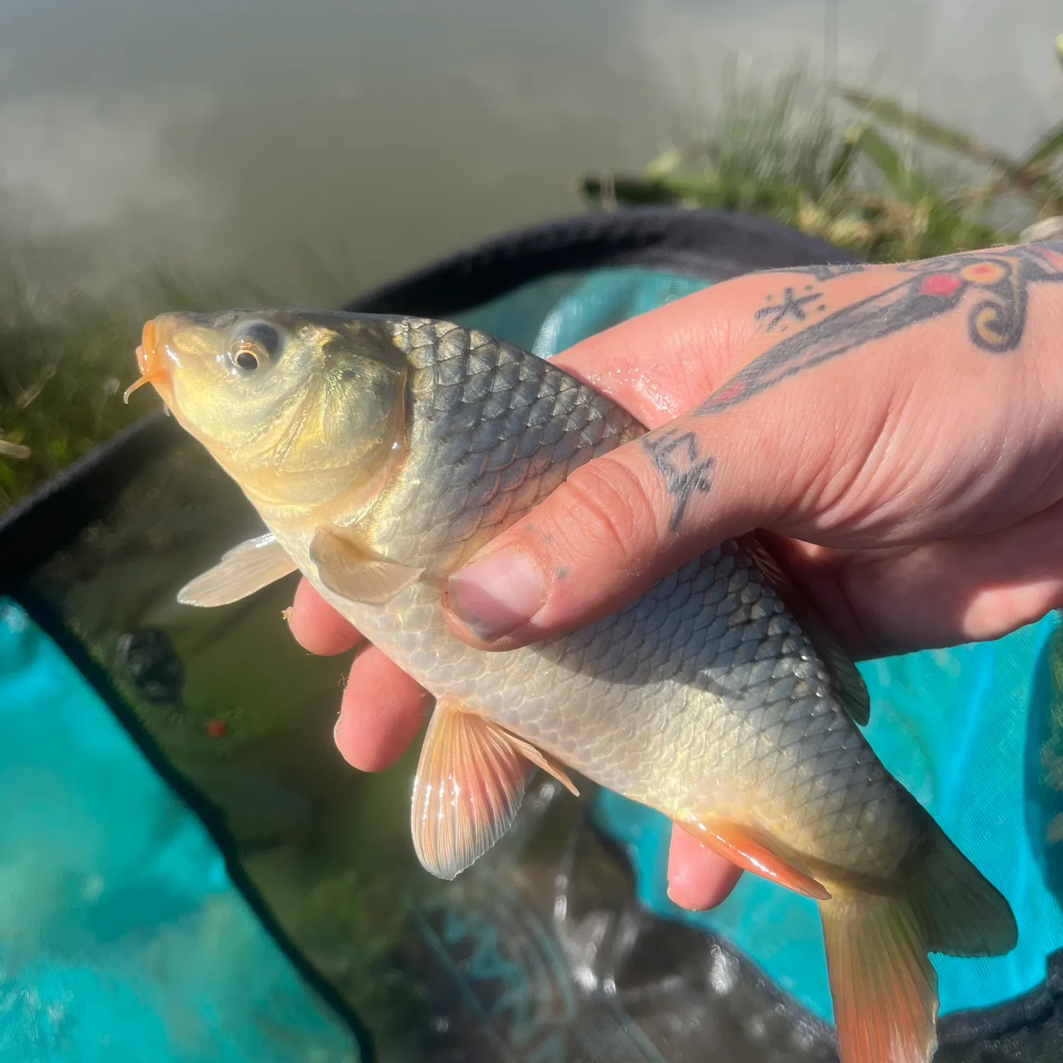 Common carp caught on Fishbrain